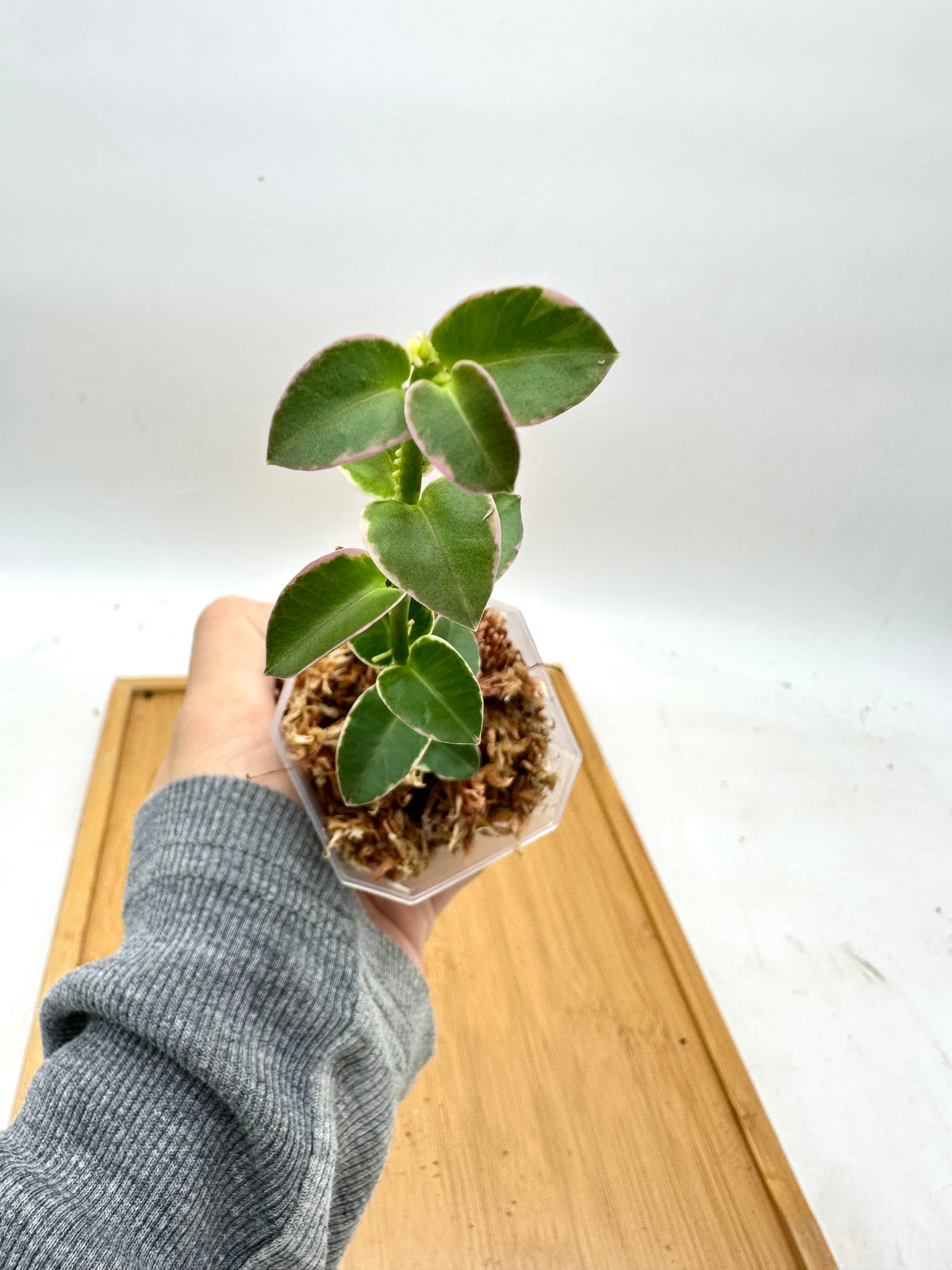 Hoya Cumingiana Albo Variegated