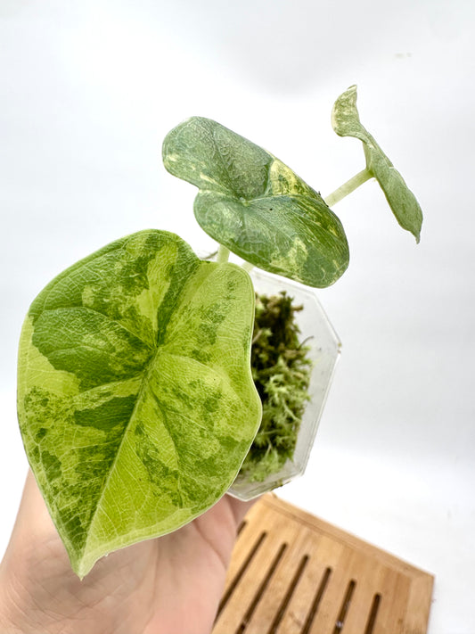 Alocasia Melo Aurea Variegated