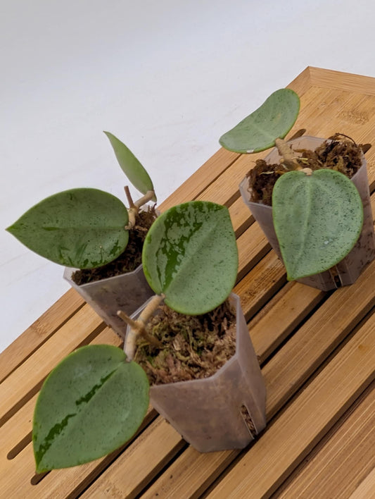 Hoya Verticillata ‘Silver Hearts’