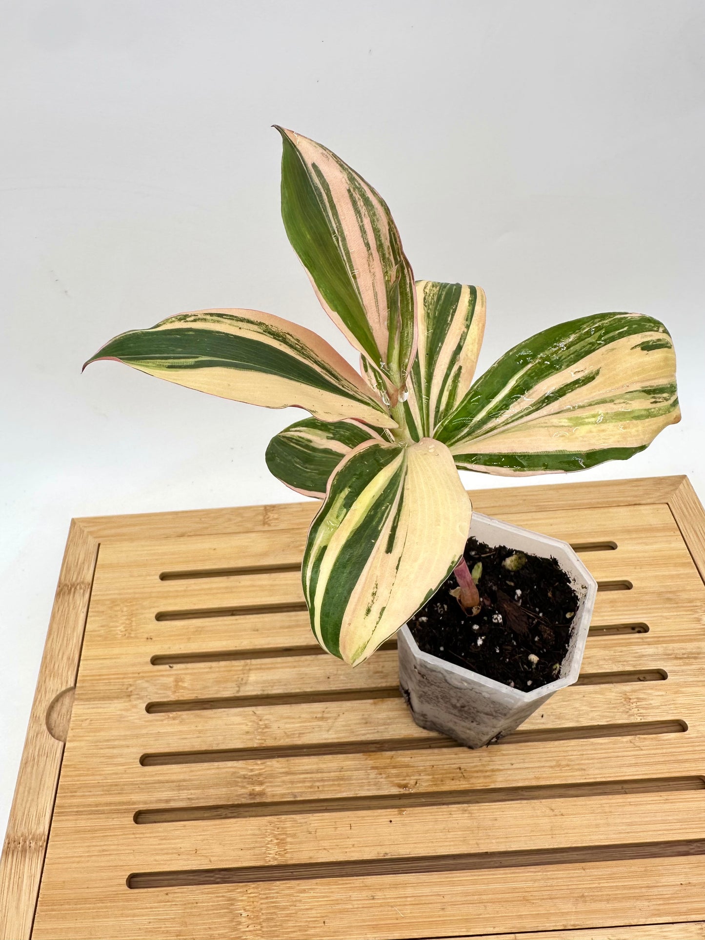 Spiral Ginger Pink Variegated - Multiple Growths