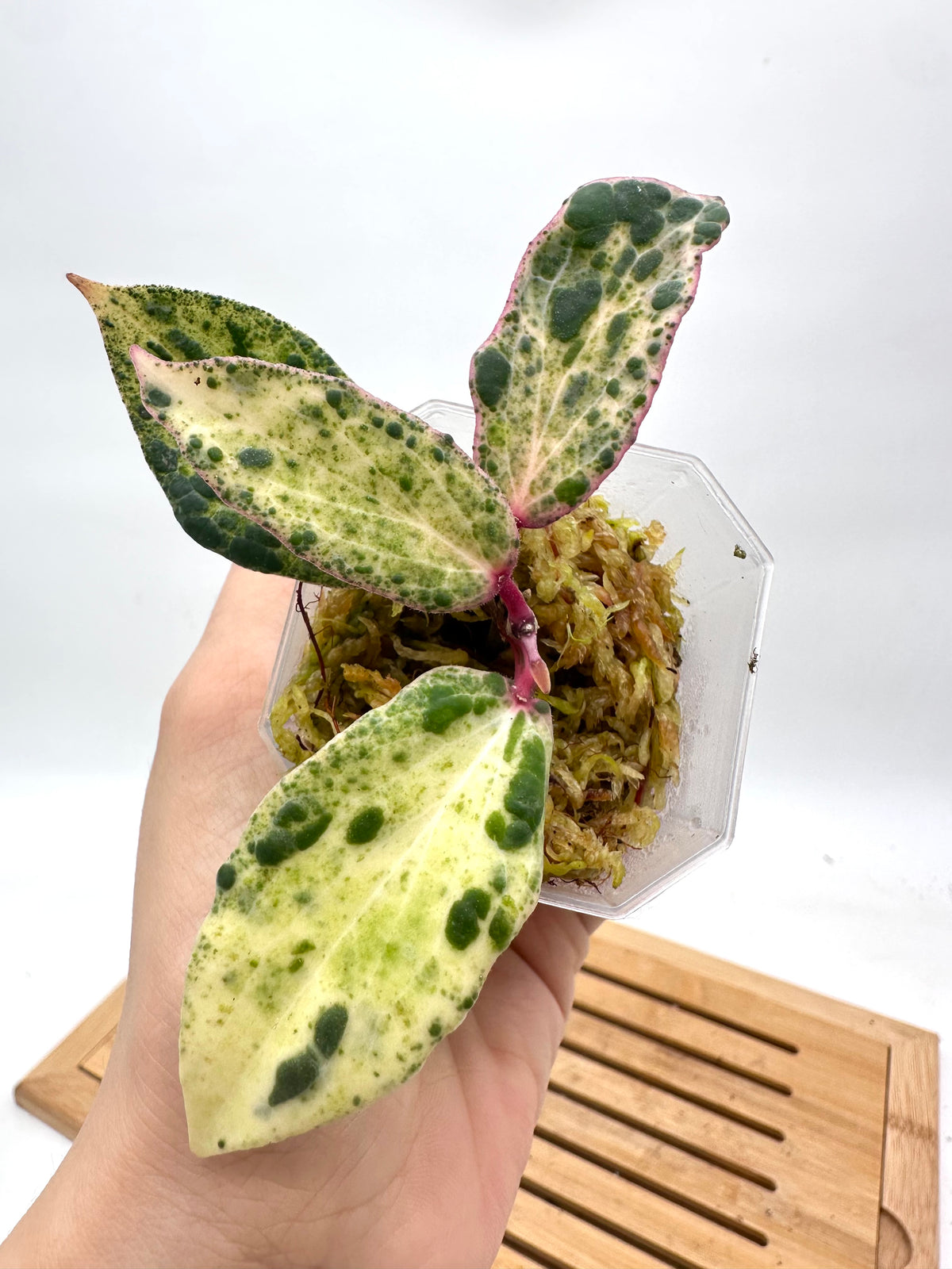 Hoya Swiffer’s Nightmare - 2 Active Growths