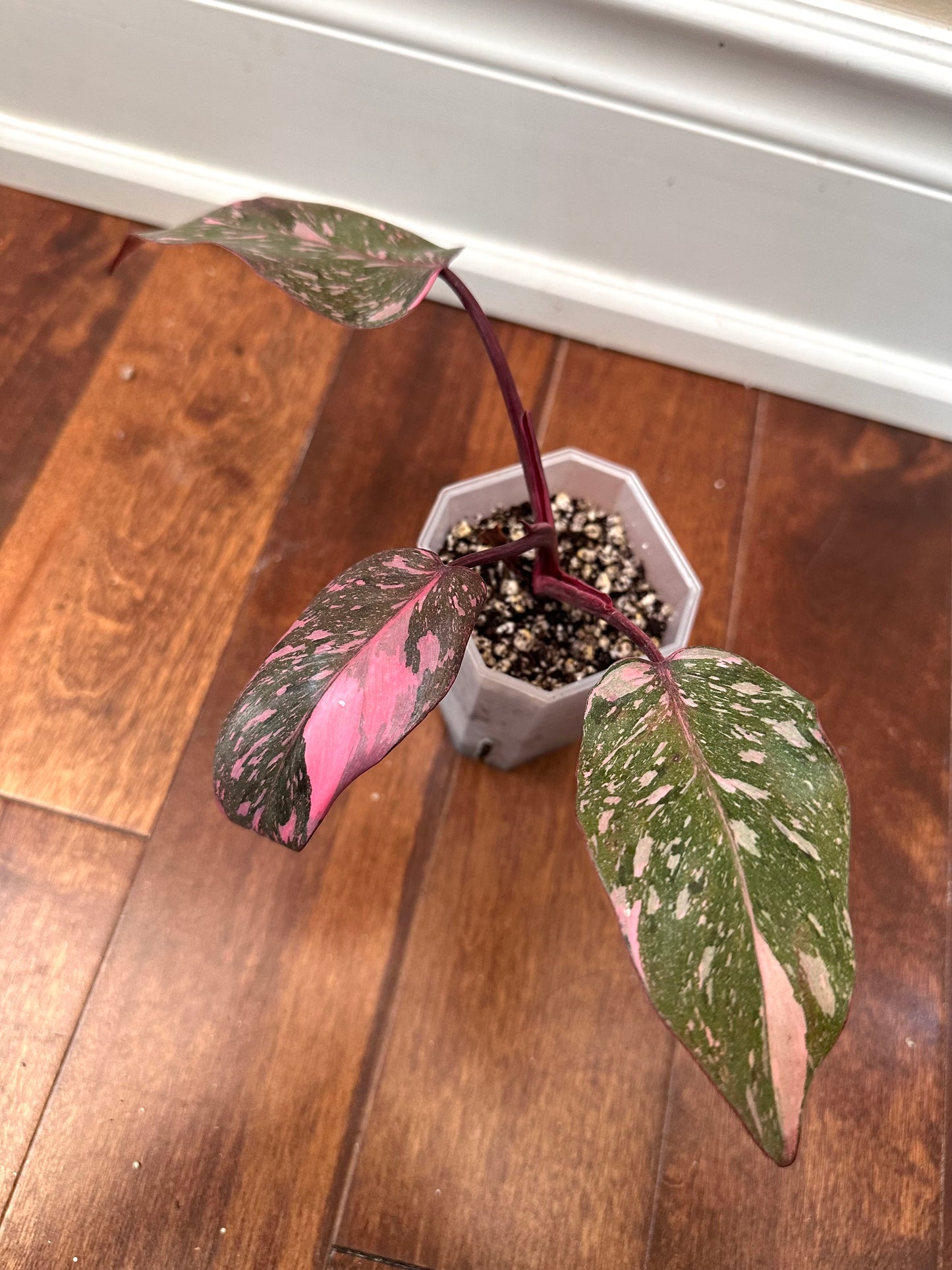 Philodendron Pink Princess Marble Galaxy From Thailand - August Sale