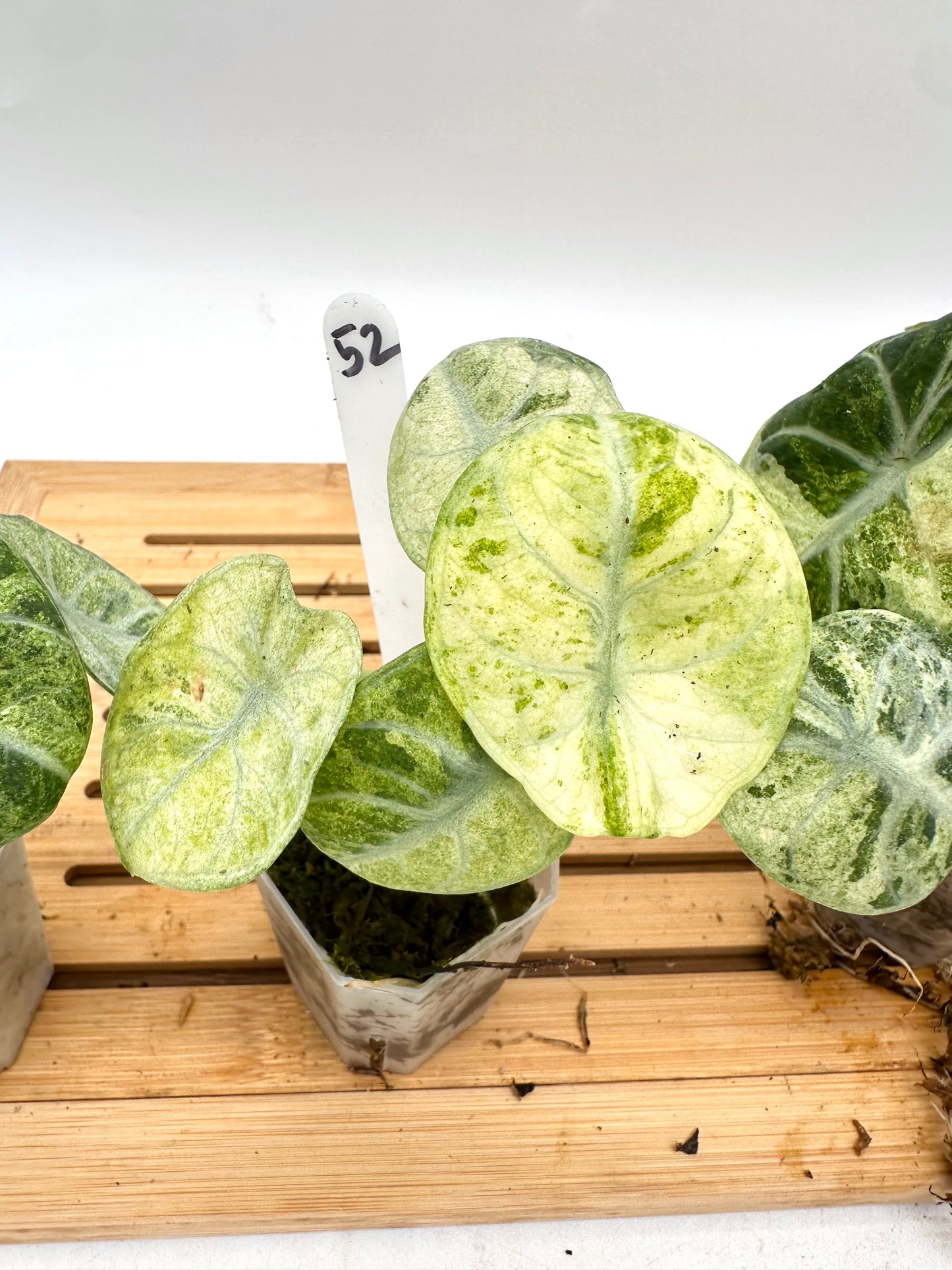Alocasia Ninja Tri-Color Variegated 051 052 053