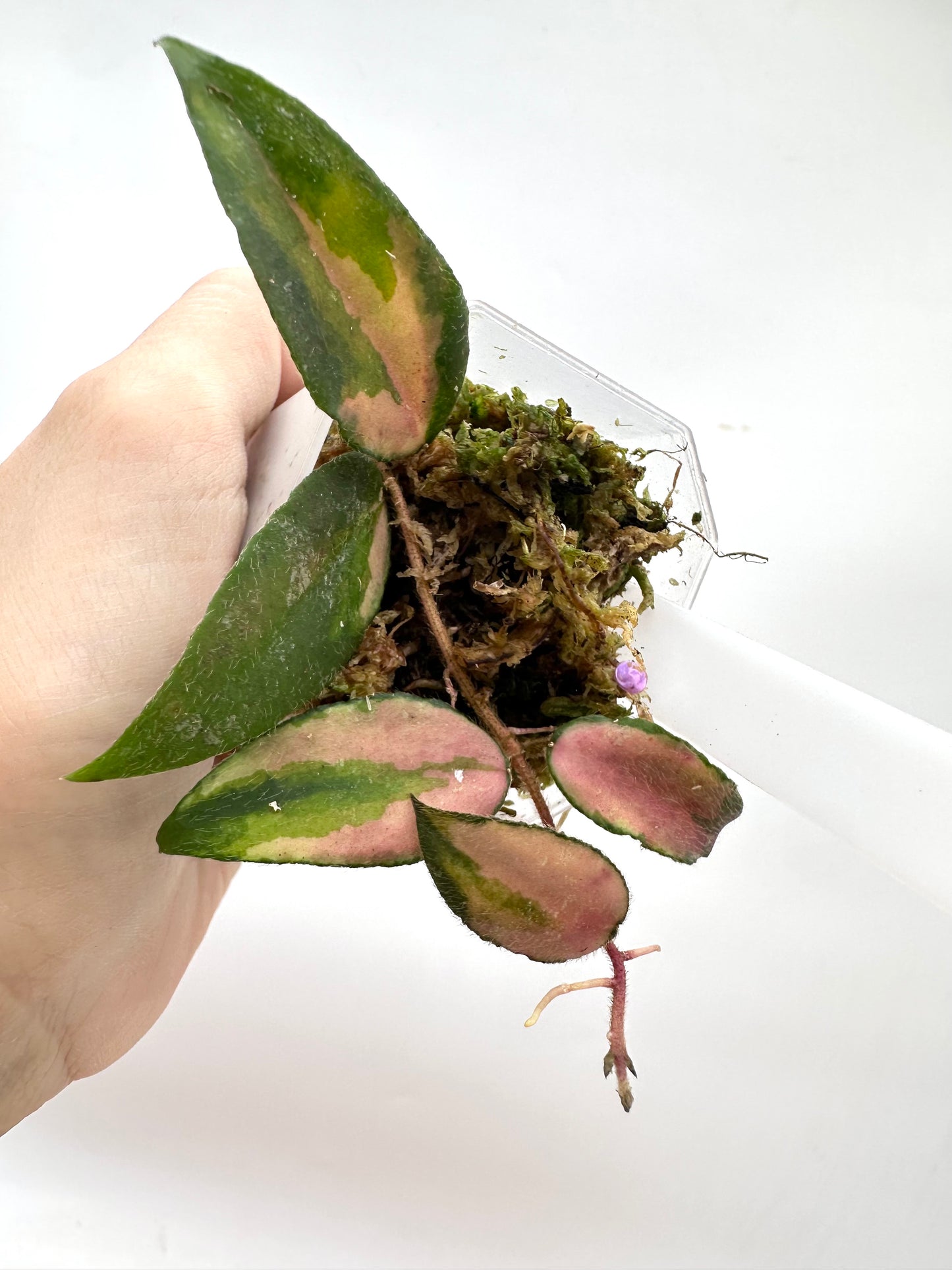 Hoya Caudata Variegated