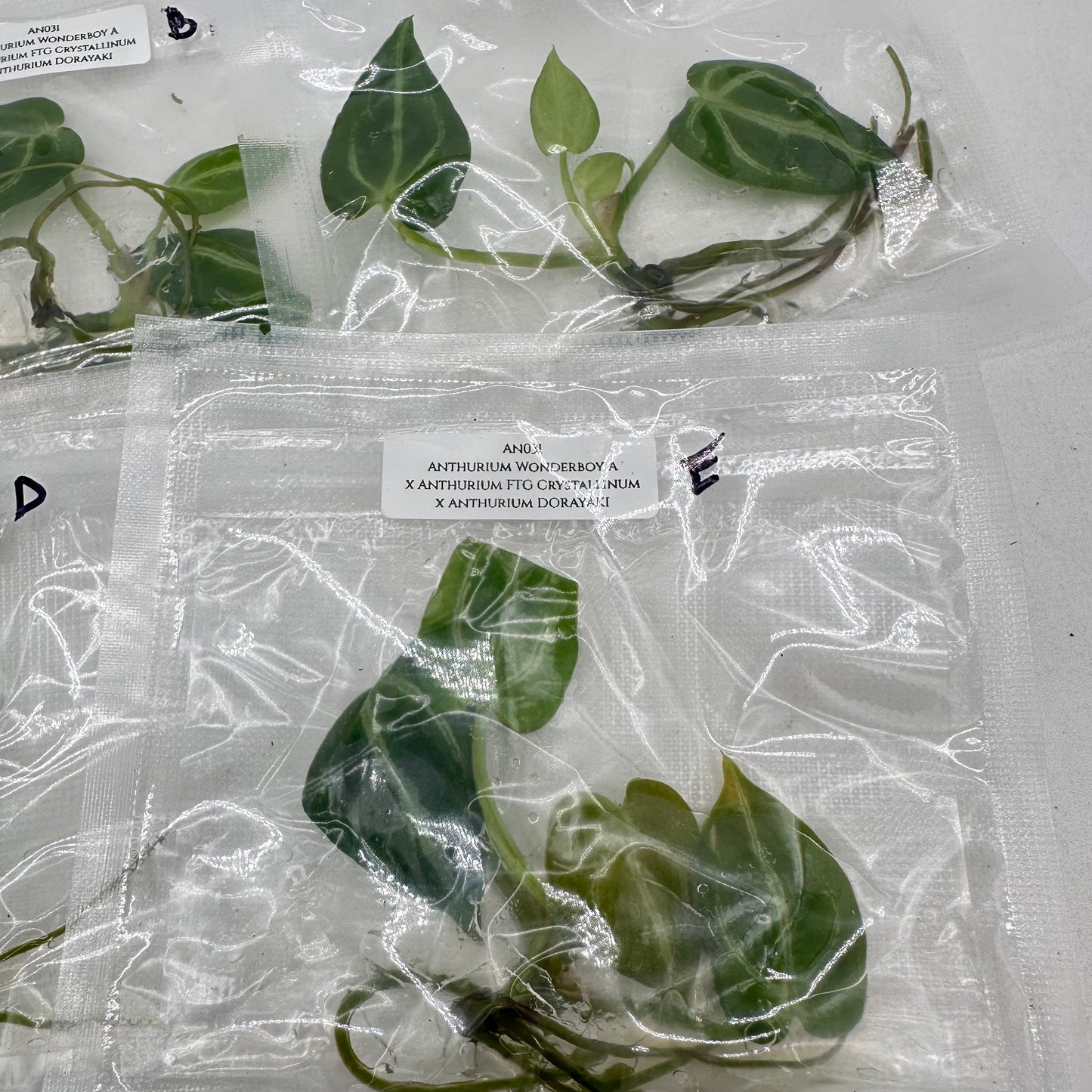 Tissue Culture - Anthurium Wonderboy A x FTG Crystallinum x Dorayaki