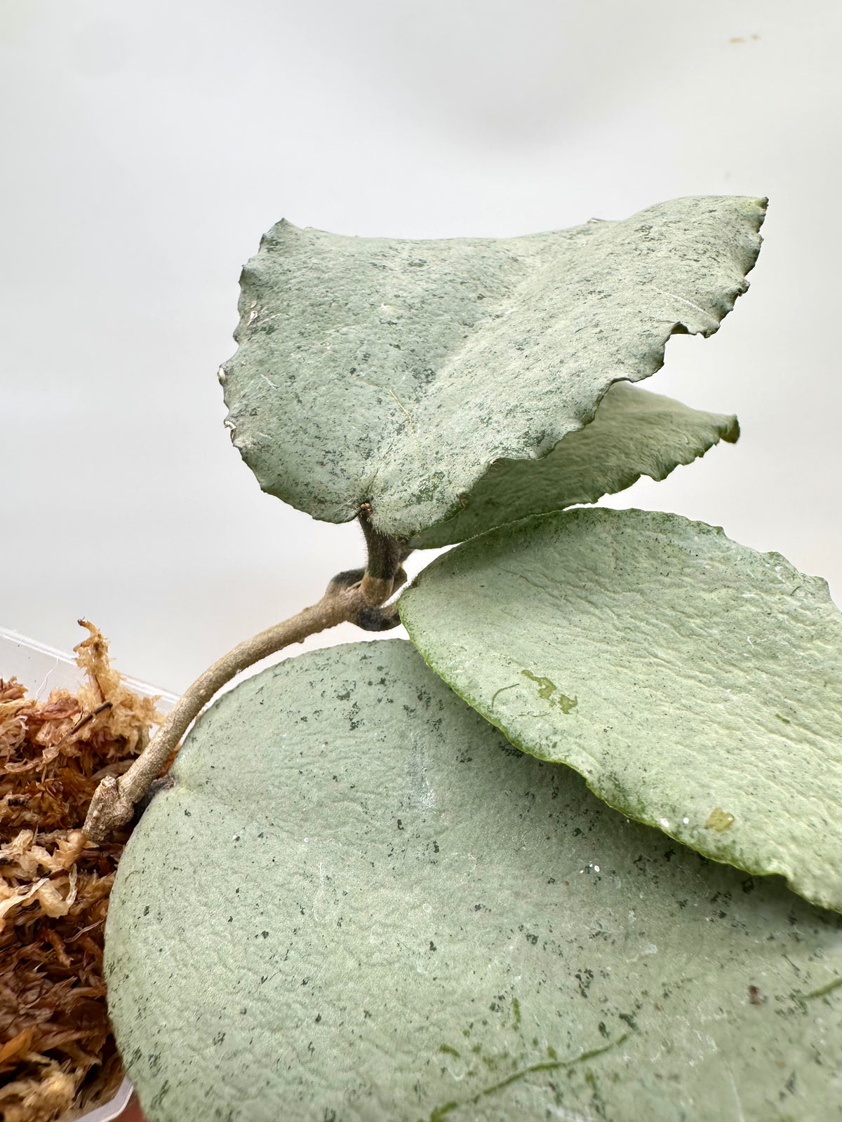 Hoya Caudata ‘Argene’ Silver - Big Leaf