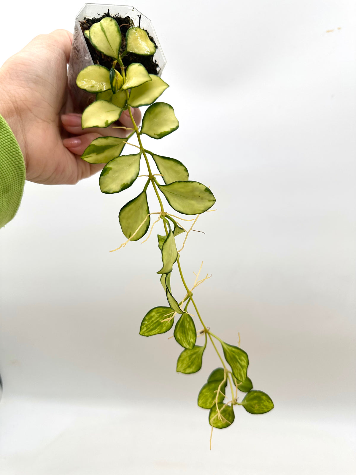 Hoya Heuskeliana Inner Variegated