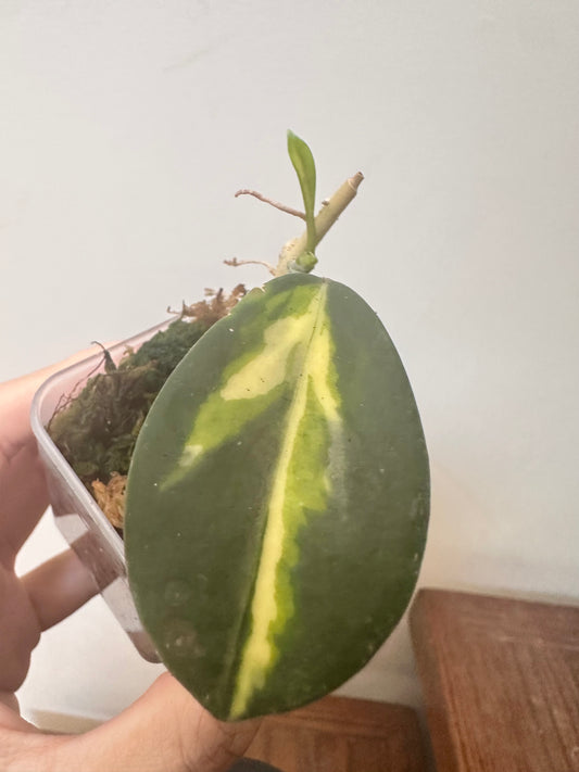 Hoya Diversifolia Maharini