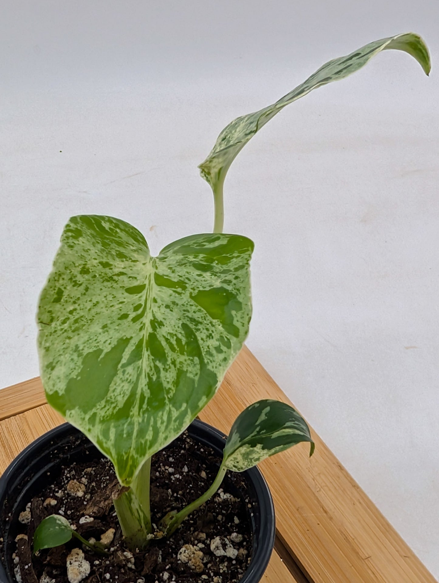 Monstera Bulbasaur