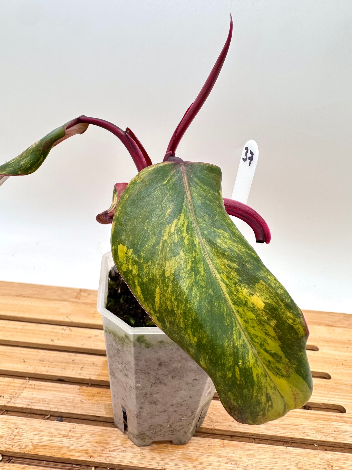 Philodendron Strawberry Shake Variegated