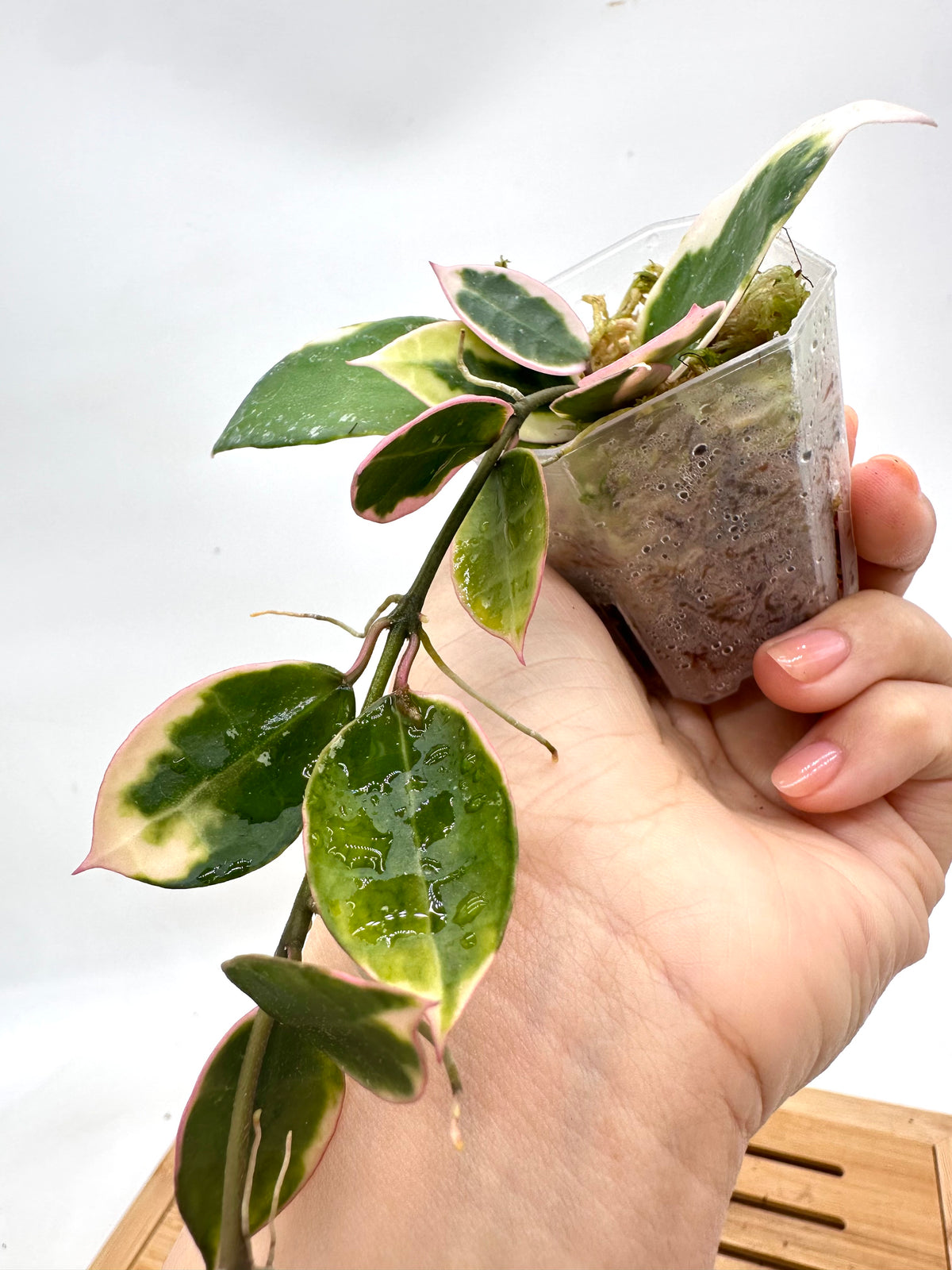 Hoya Lacunosa ‘Asami’ Variegated