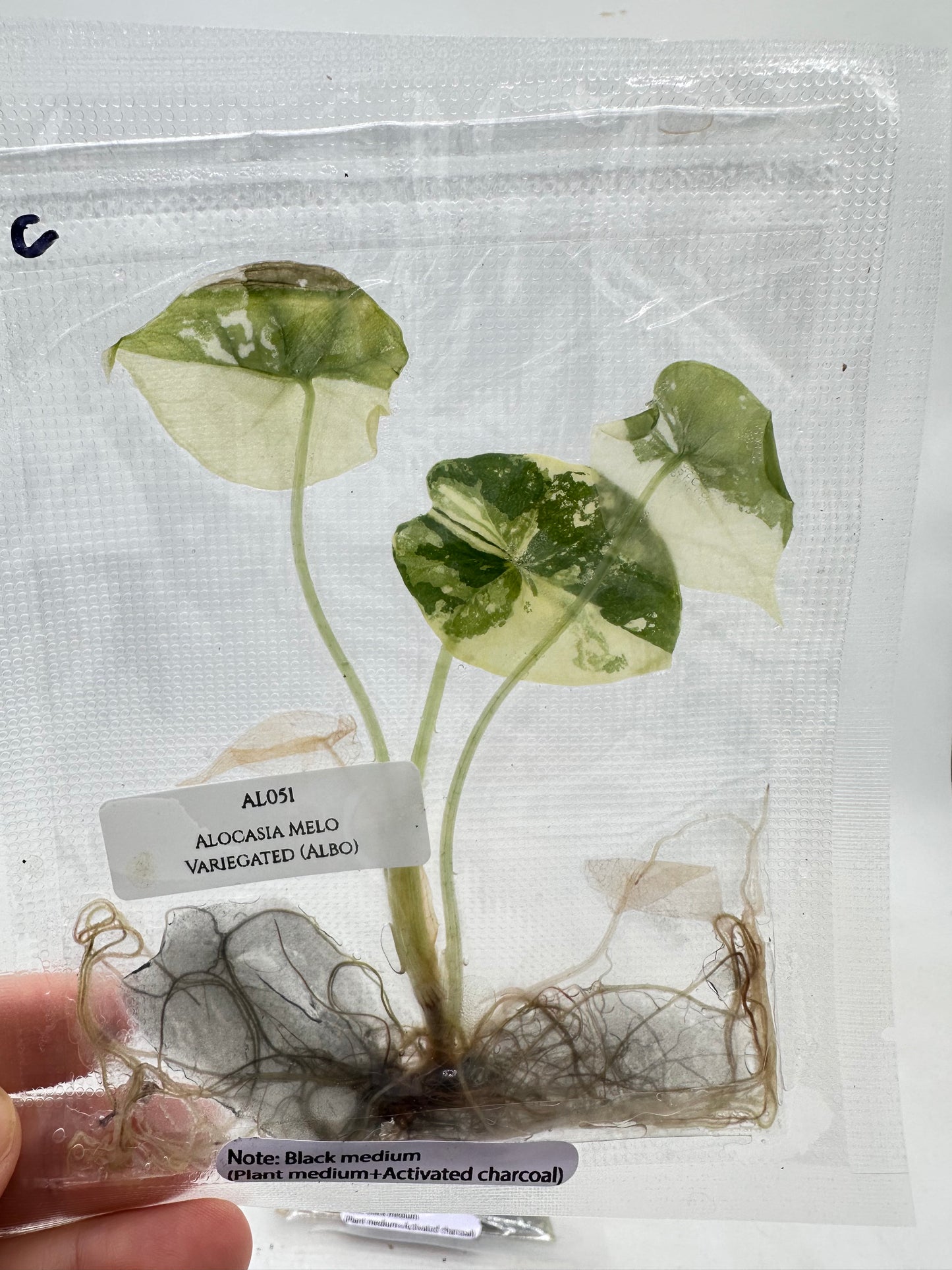 Tissue Culture - Alocasia Melo Albo Variegated
