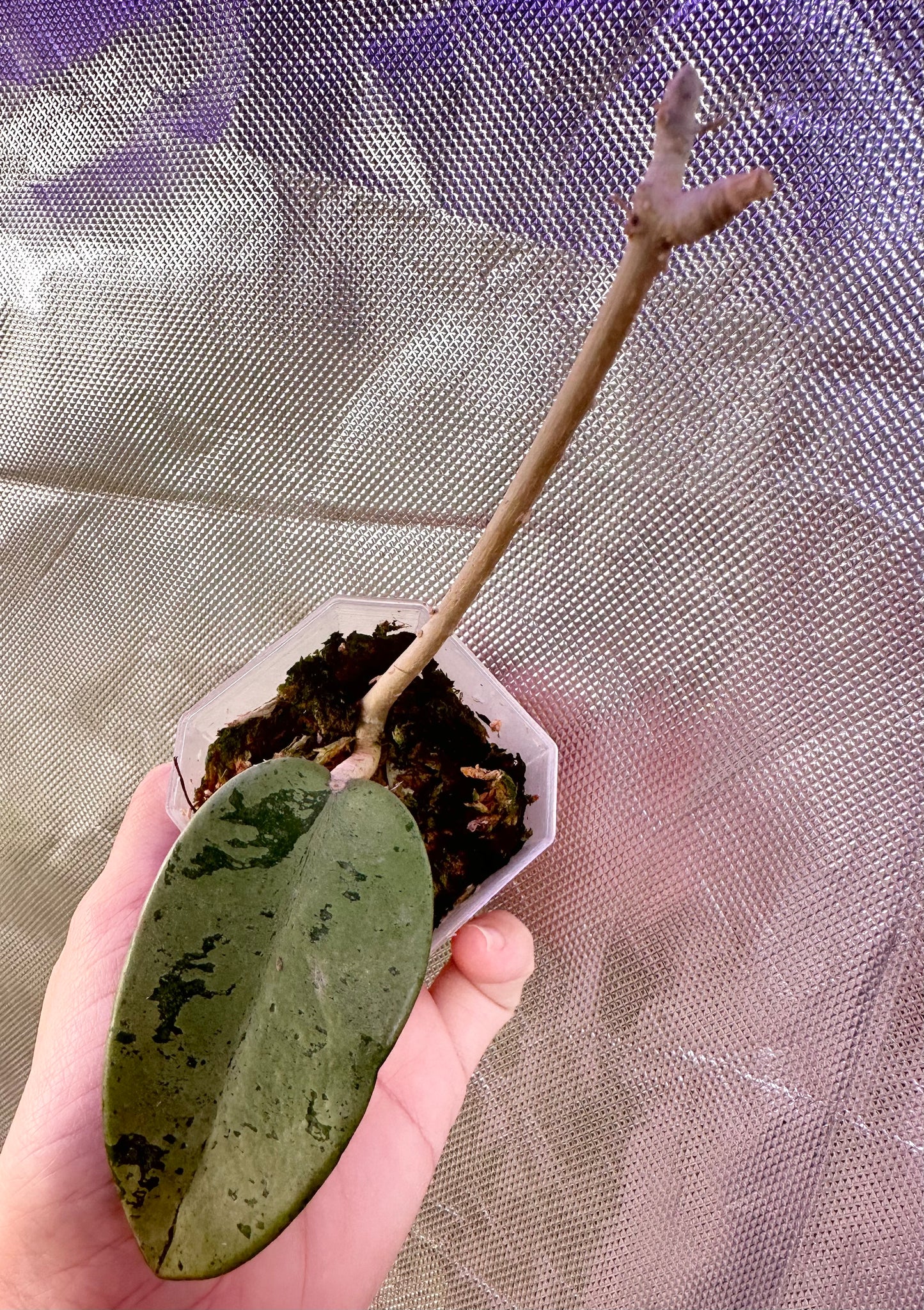Hoya Silver Dollar