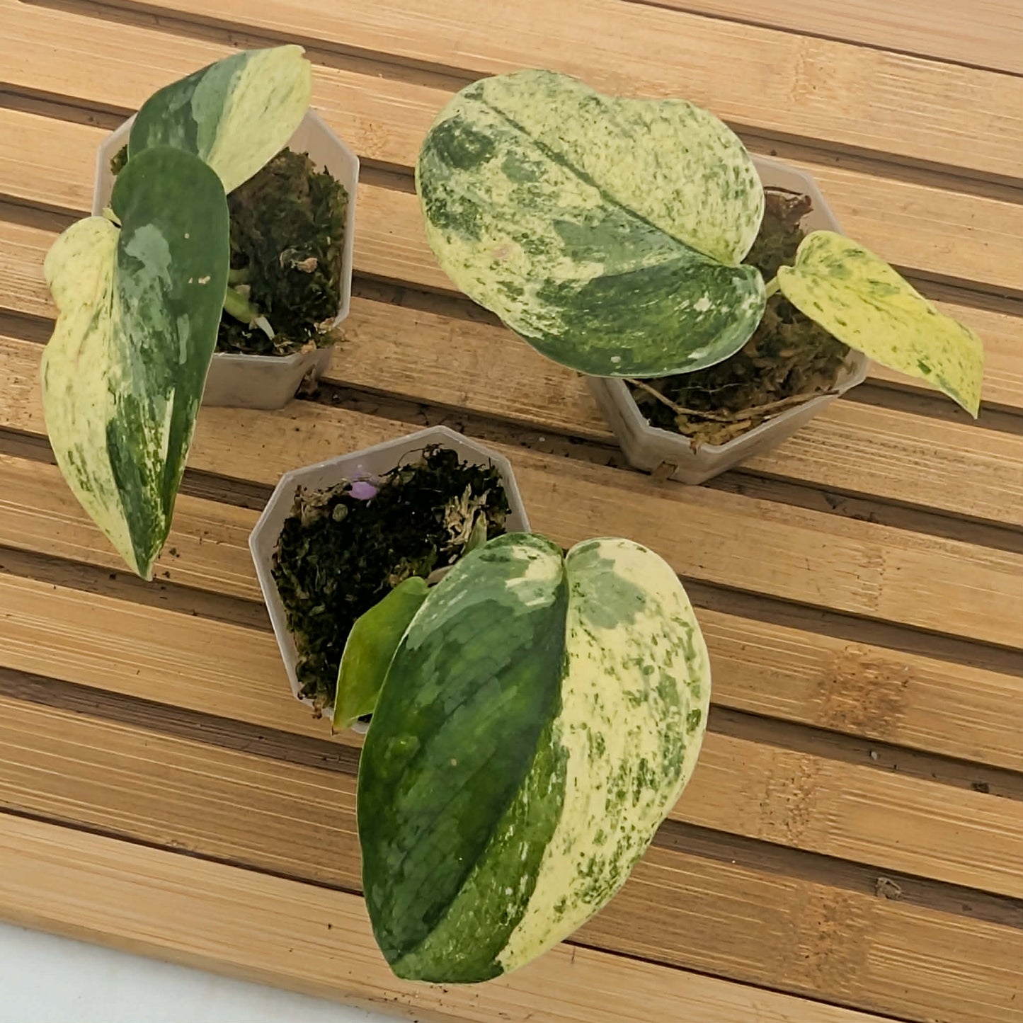 Scindapsus Blue Splash Variegated