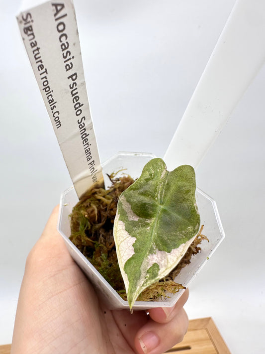 Alocasia Psuedo Sanderiana Pink Albo Variegated - From Corm
