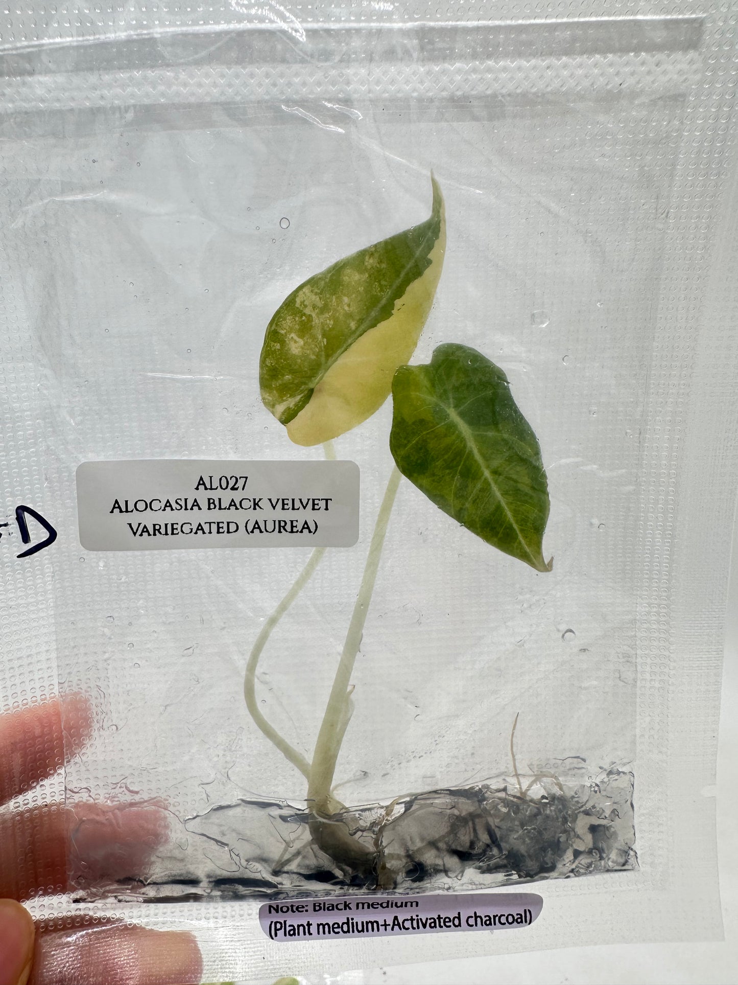 Tissue Culture - Alocasia Black Velvet Aurea Variegated - Gold