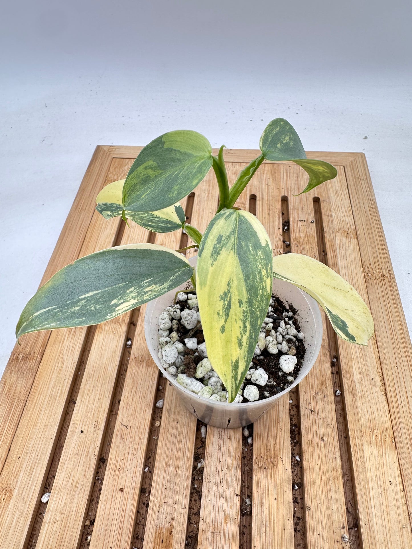 Thanksgiving Sales - 🦄 Variegated Philodendron Silver Sword