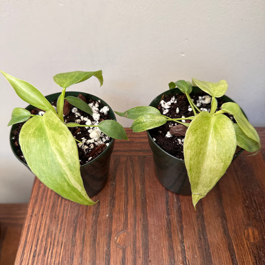 Variegated Philodendron Bob Cee