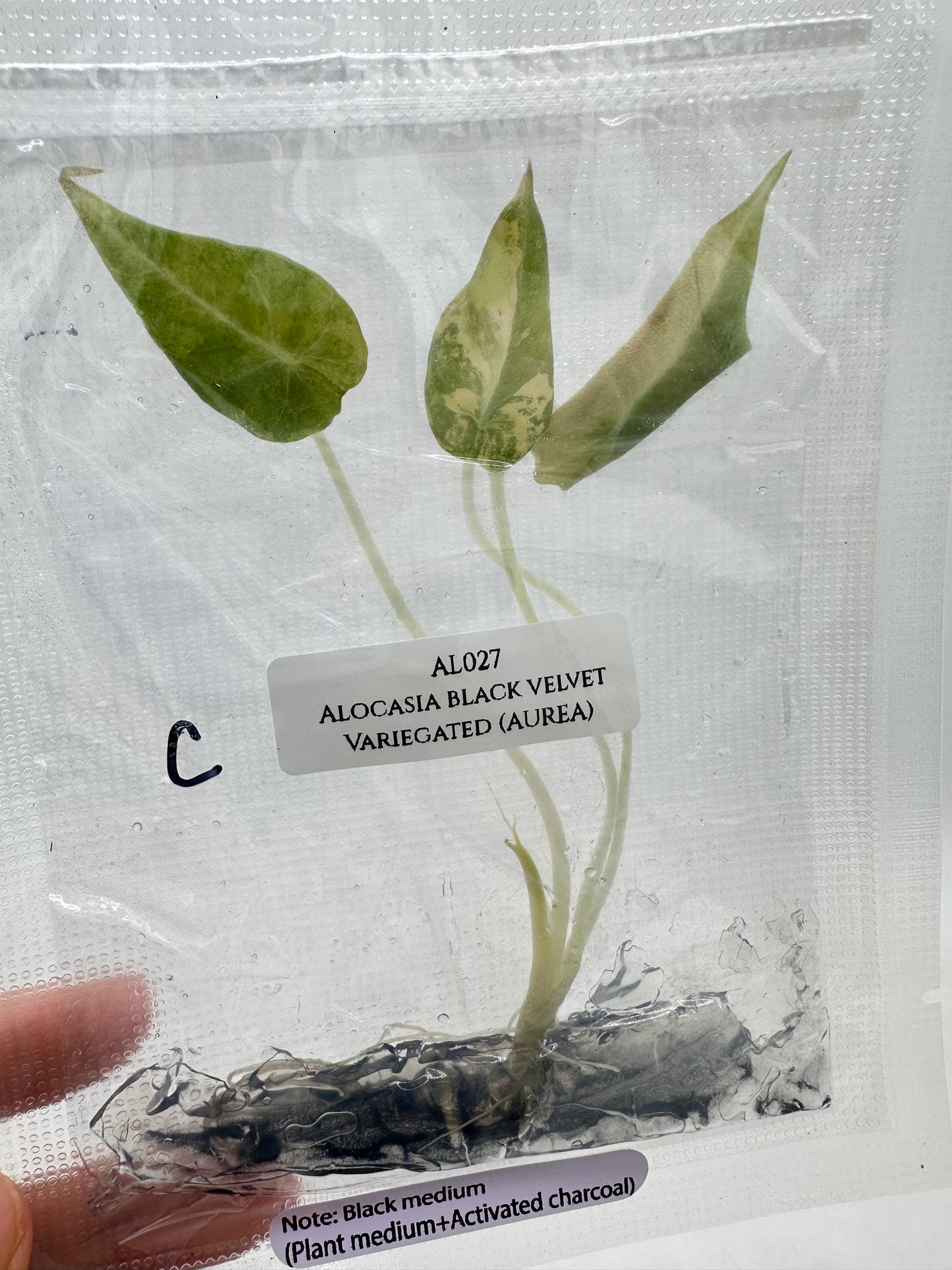 Tissue Culture - Alocasia Black Velvet Aurea Variegated - Gold