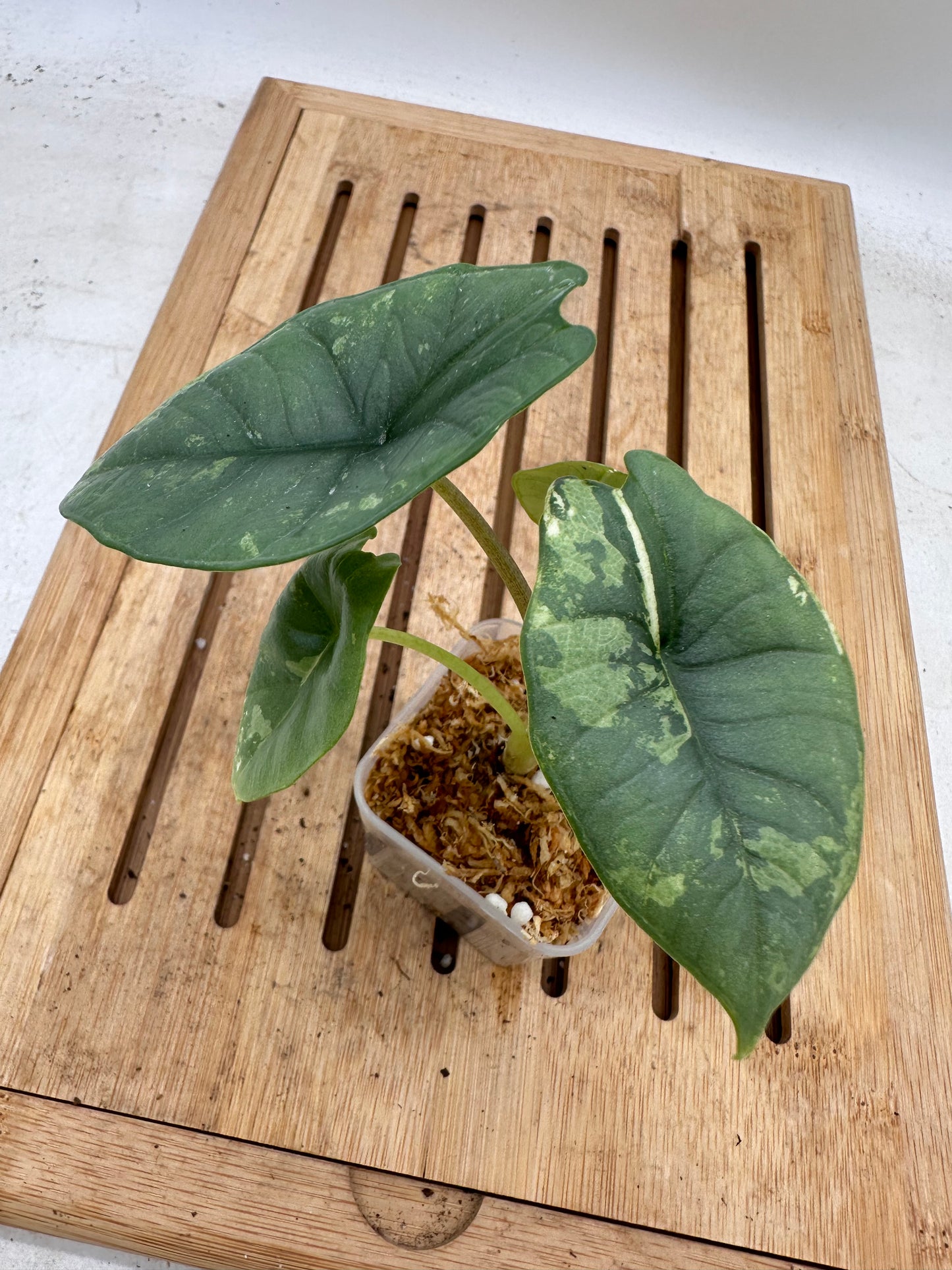 Alocasia Platinum Albo Variegated