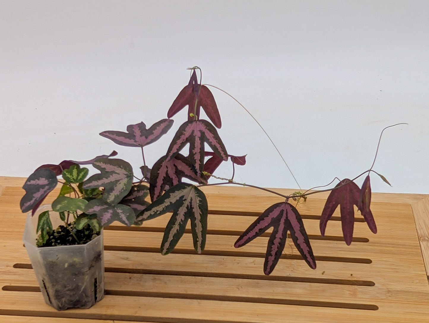 Passiflora Trifasciata Purple - Multiple plants in pot