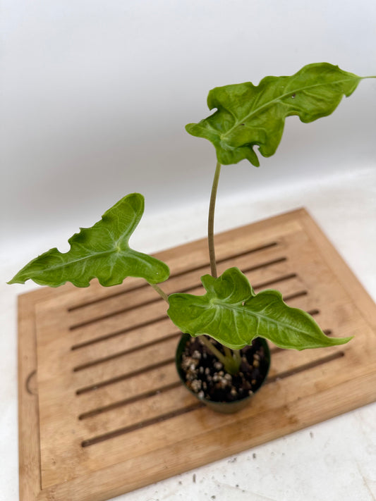 Alocasia Teletubbies in 3” pot -August Sale