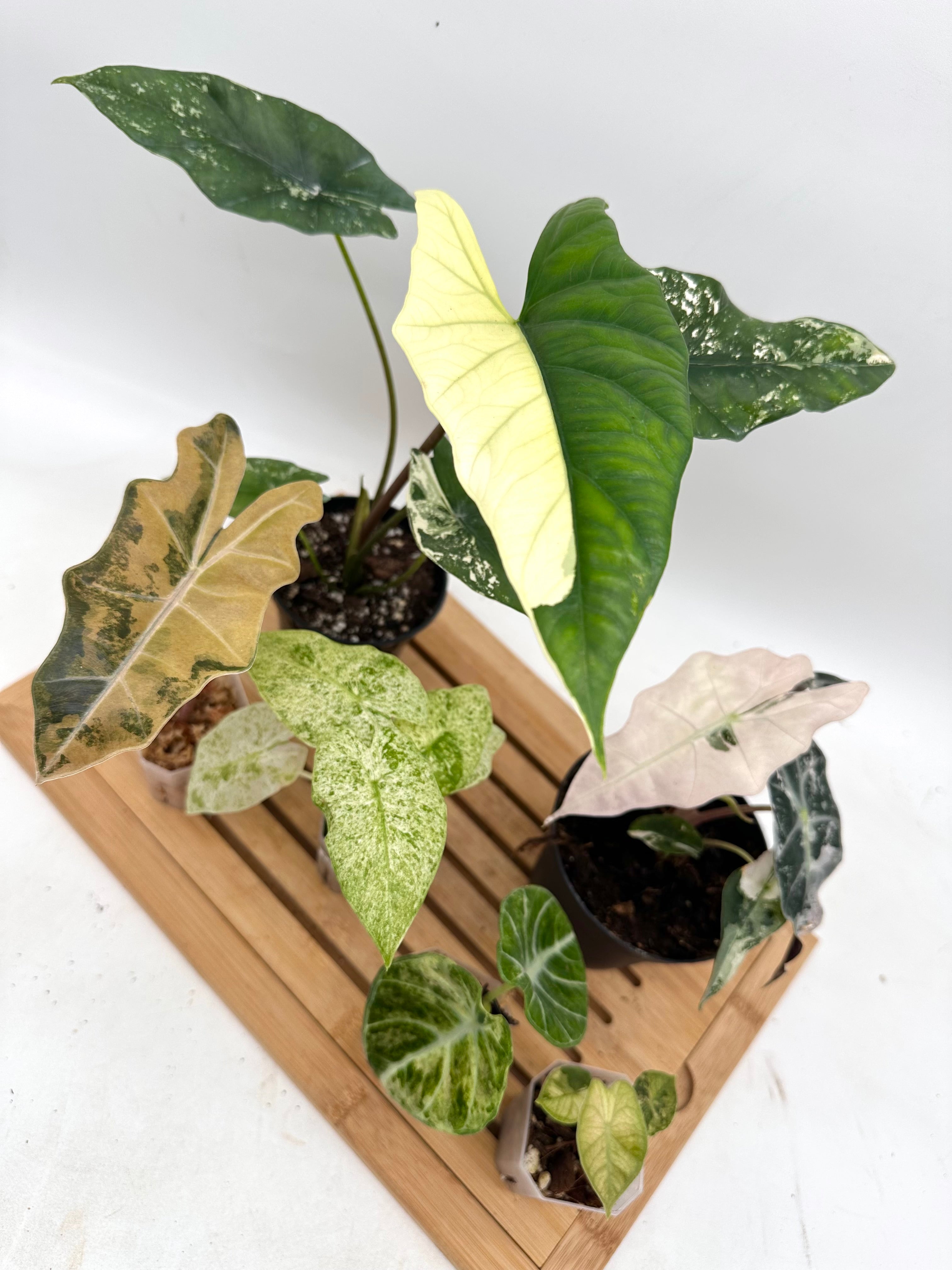 Signature Tropicals