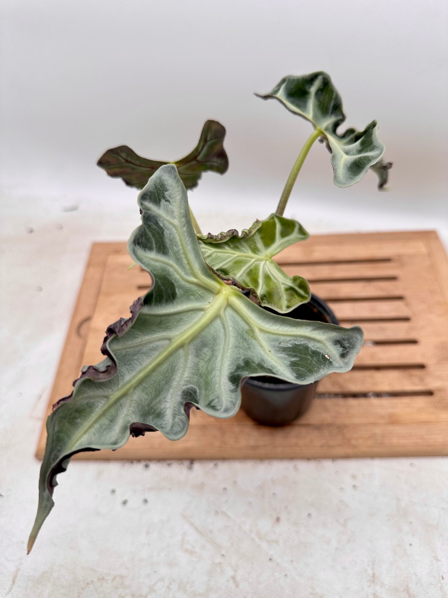 Alocasia Loco CORM