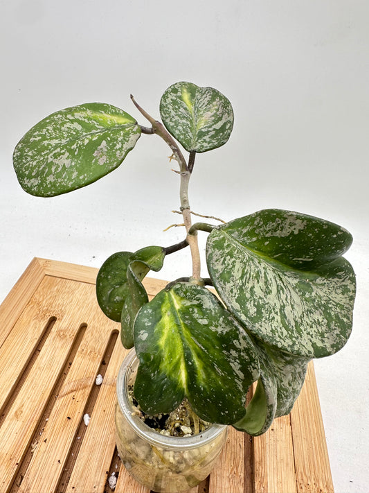 Variegated Hoya Obovata Splash + Variegata