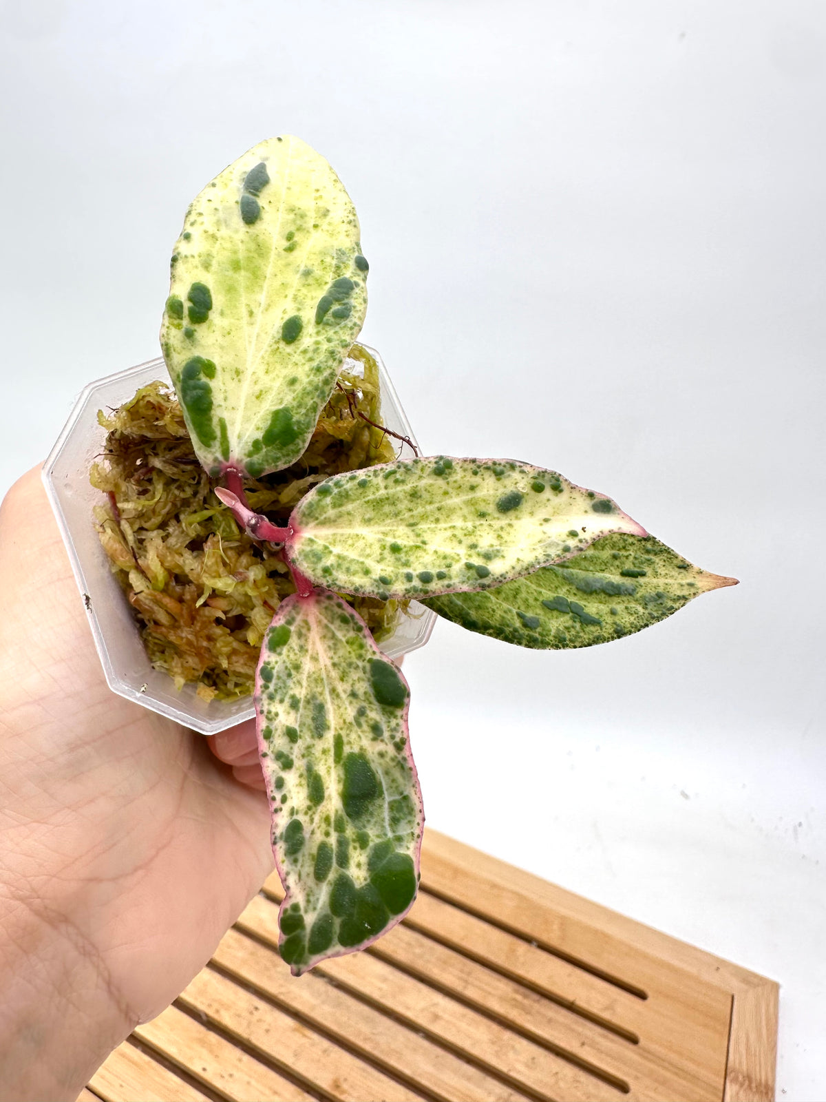 Hoya Swiffer’s Nightmare - 2 Active Growths