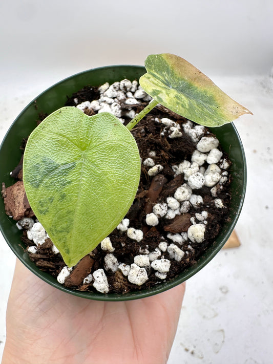 Alocasia Melo Aurea Variegated in 3” pot