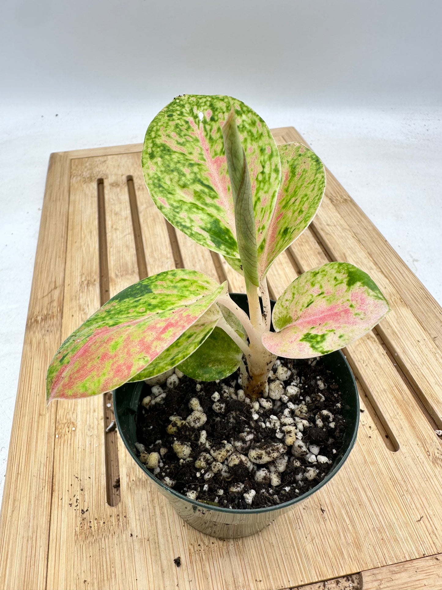 Aglaonema Sp ‘Rapthong’