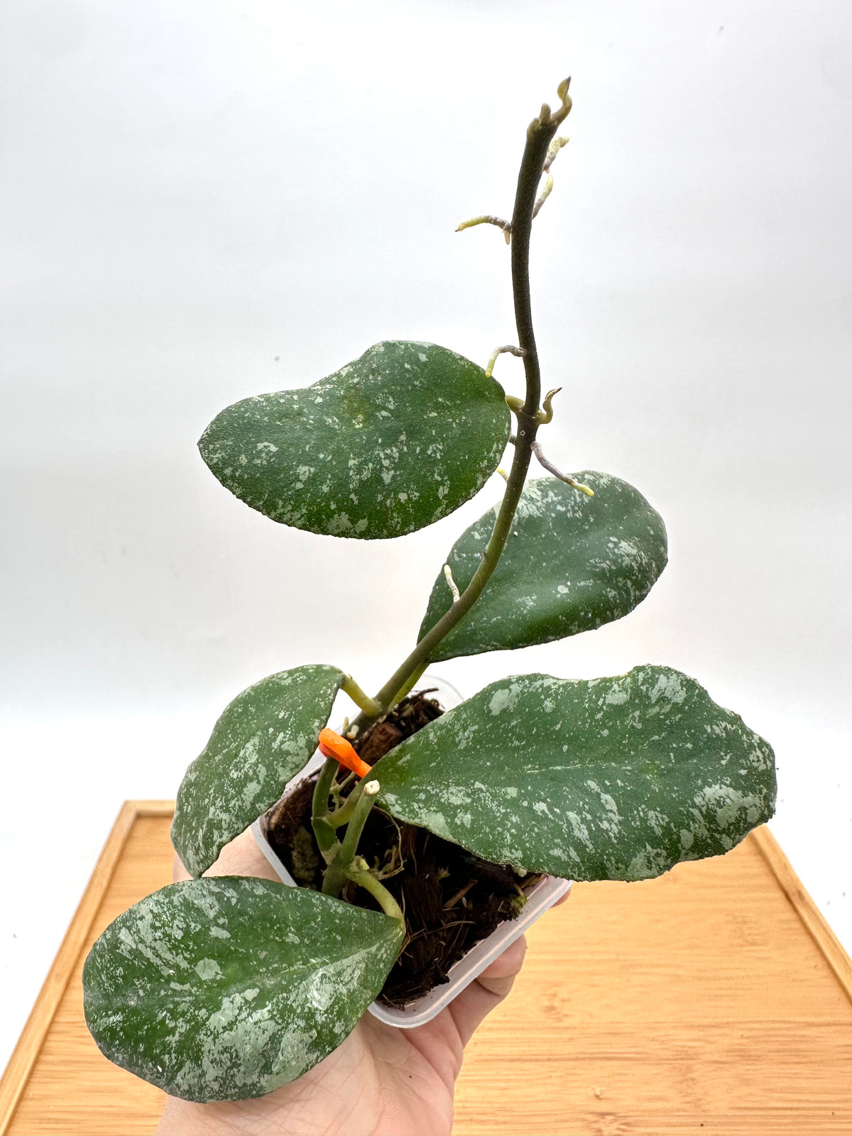 Hoya Cloudy Sky
