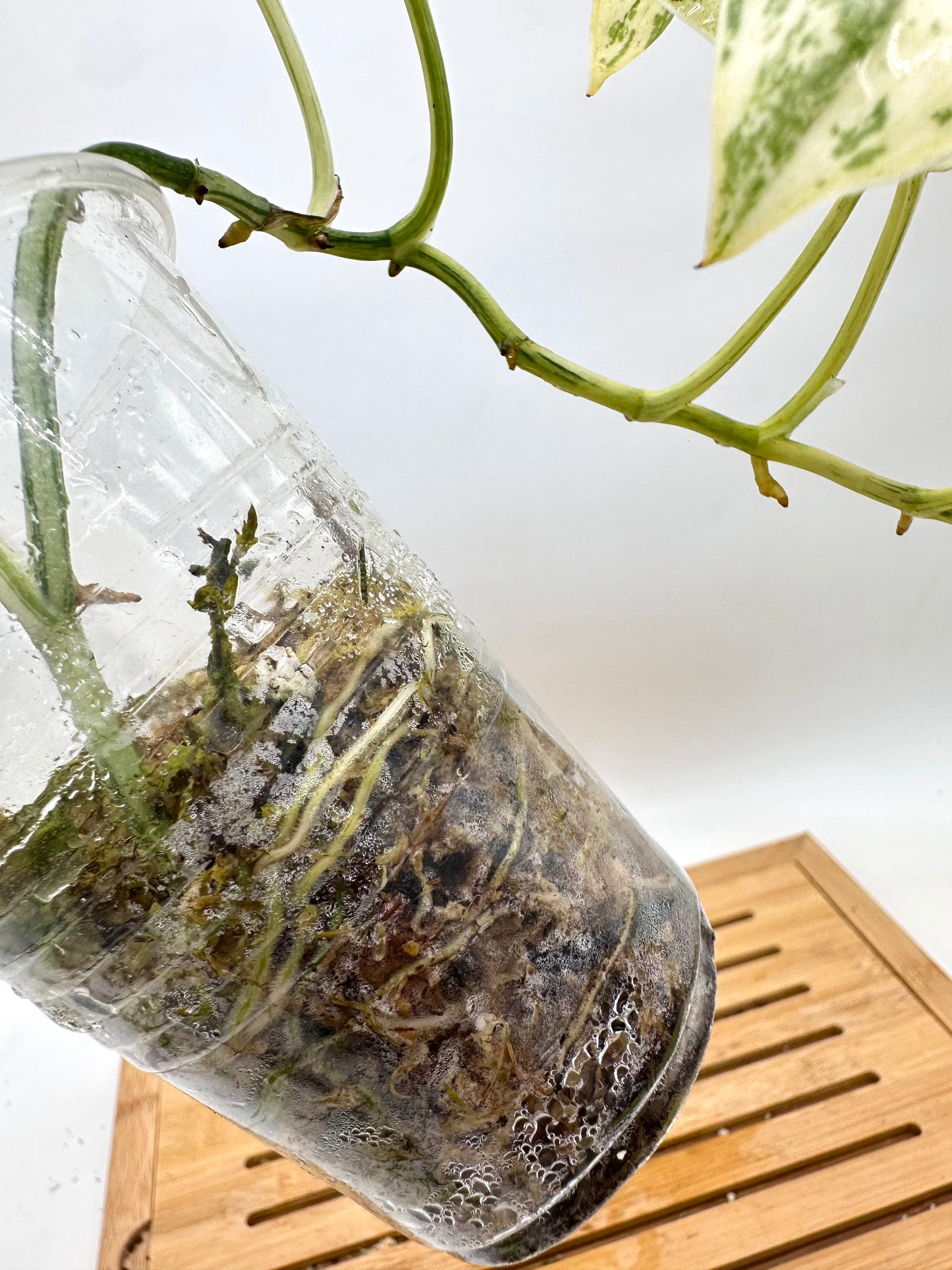 Scindapsus Cream Brulee