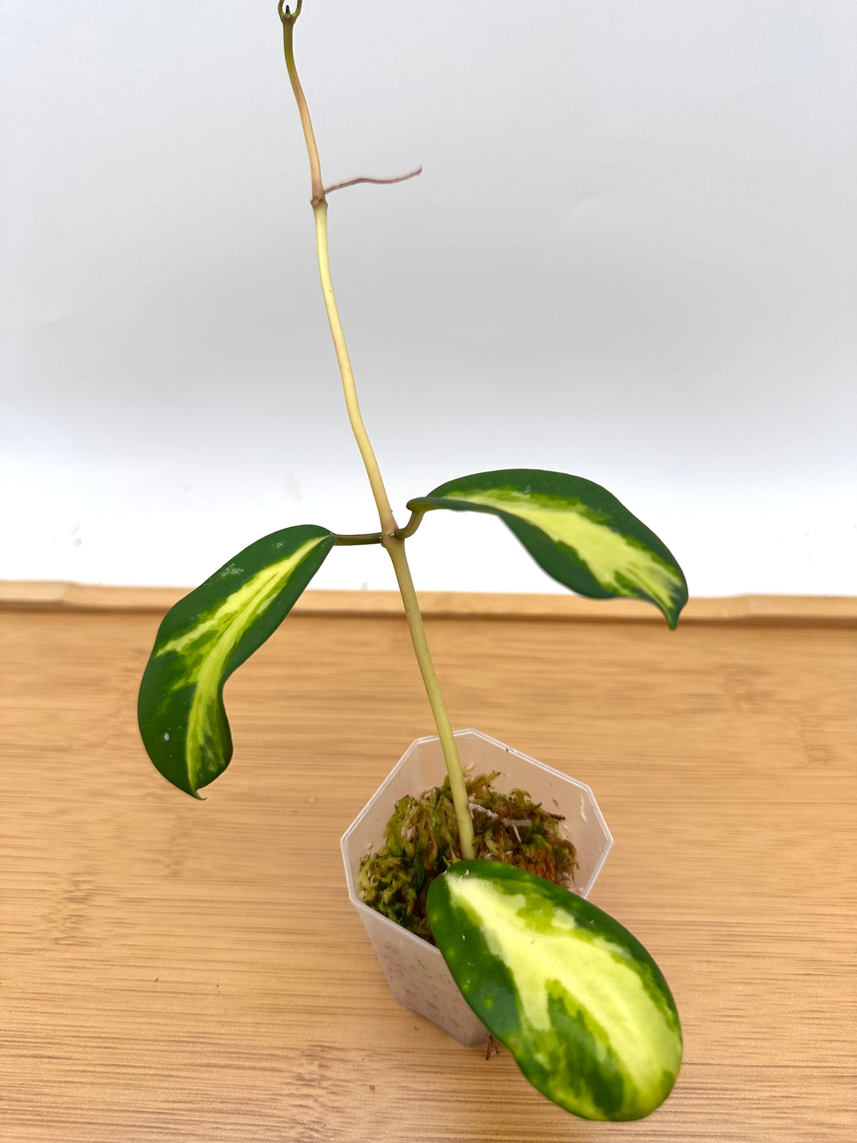 Hoya Diversifolia ‘Maharini’