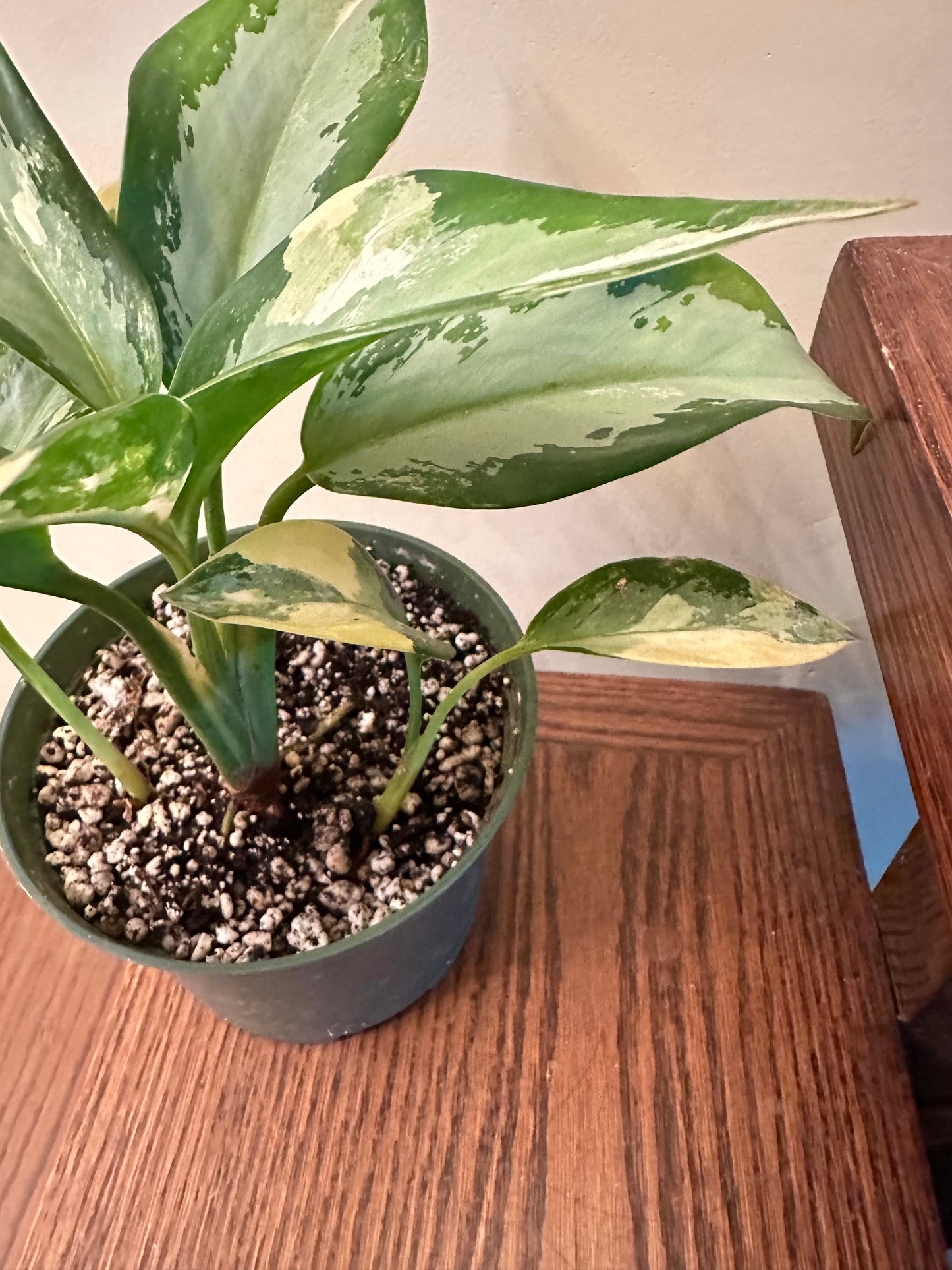 Aglaonema Suvarna Bhumi Variegated (3 growths/plants)