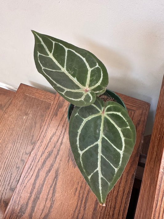 Anthurium Memoria Tim Anderson ( Zara x Michelle x Red Crystallinum) - Multiple growths - Thanksgiving Sale 💚