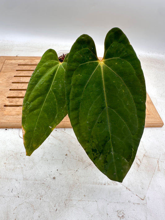 Anthurium Fort Sherman x Legend - Thanksgiving Sale 💚