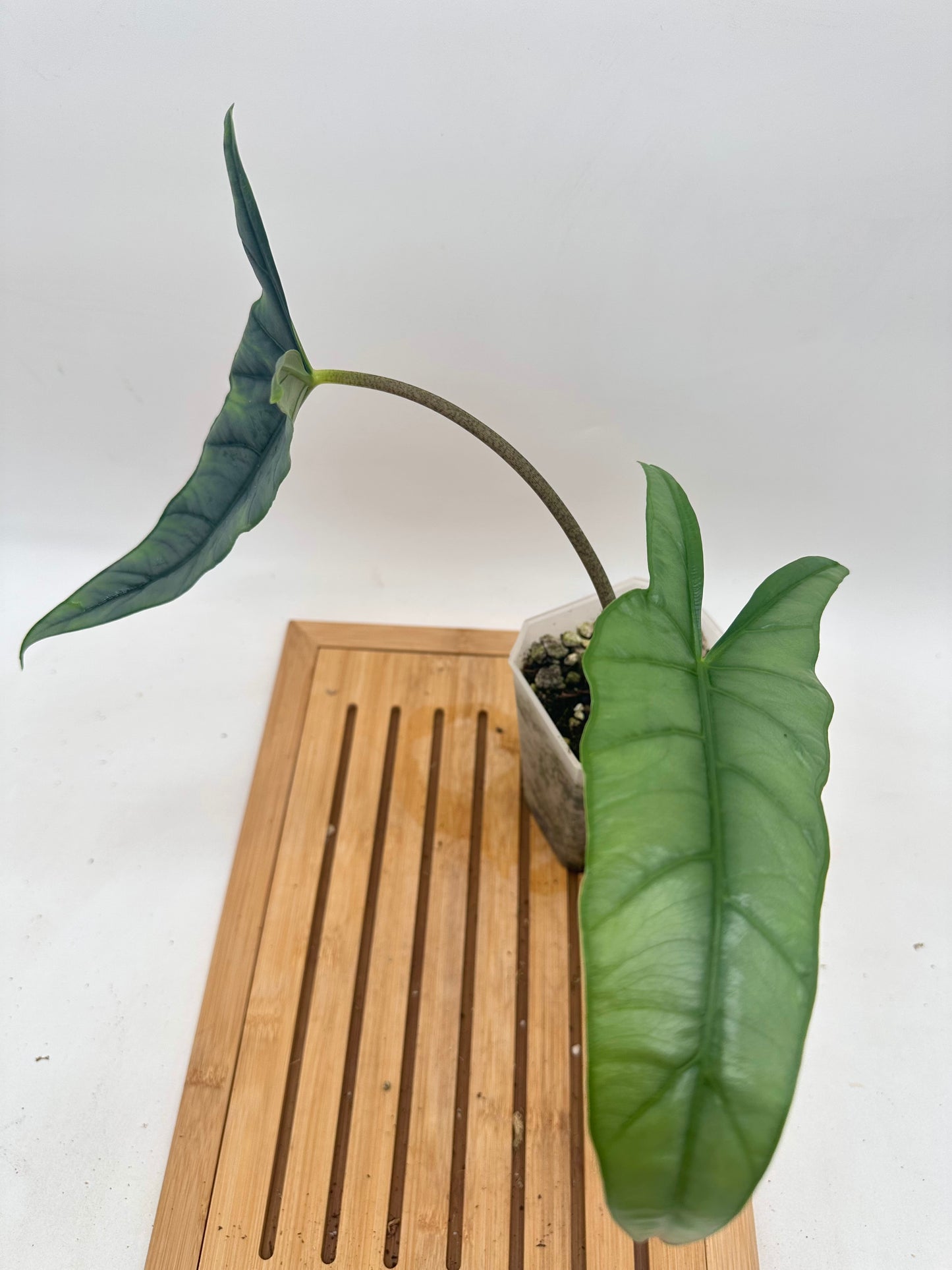 Alocasia Metallic Blue