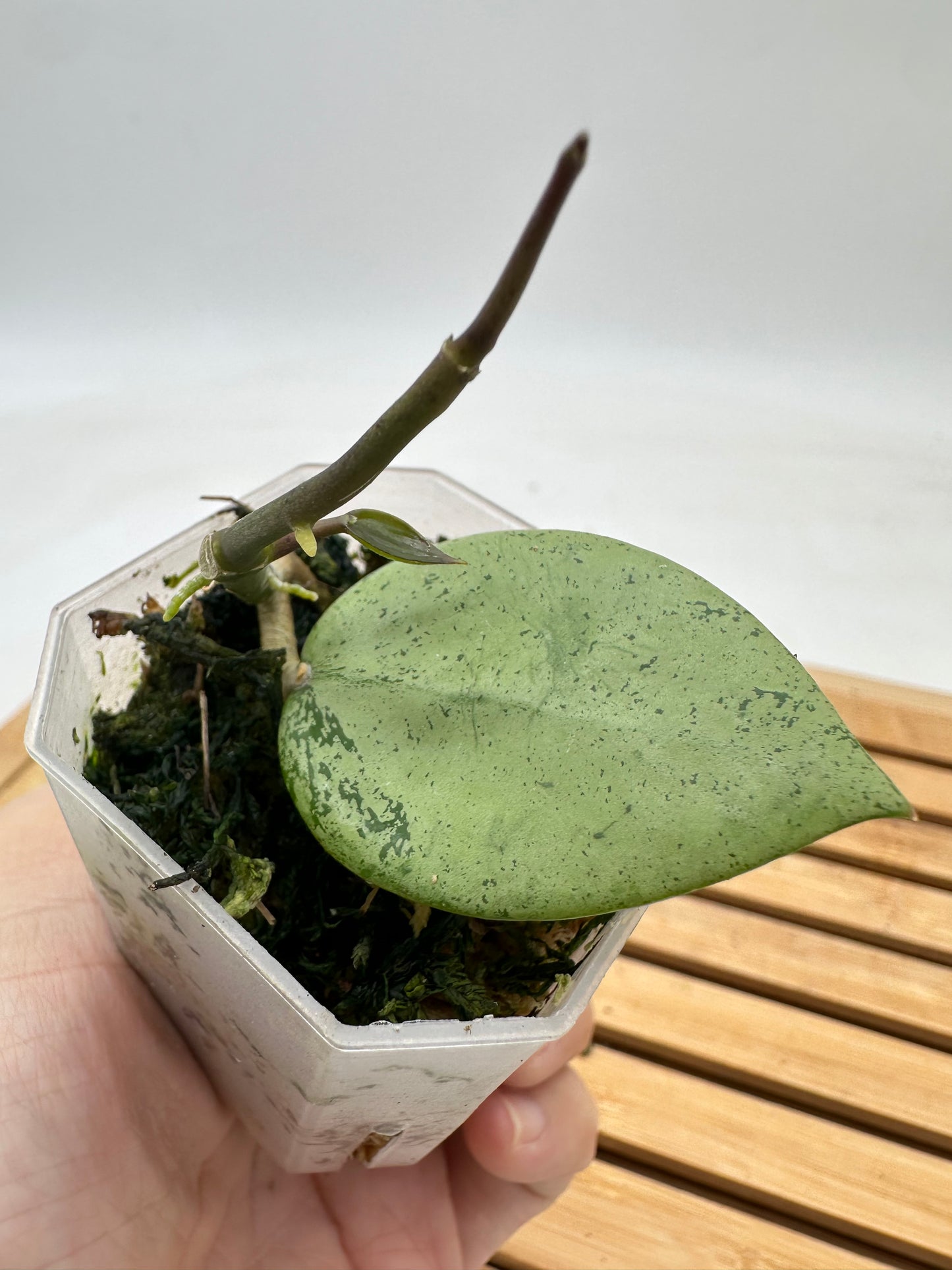 Hoya Verticillata ‘Silver Heart’