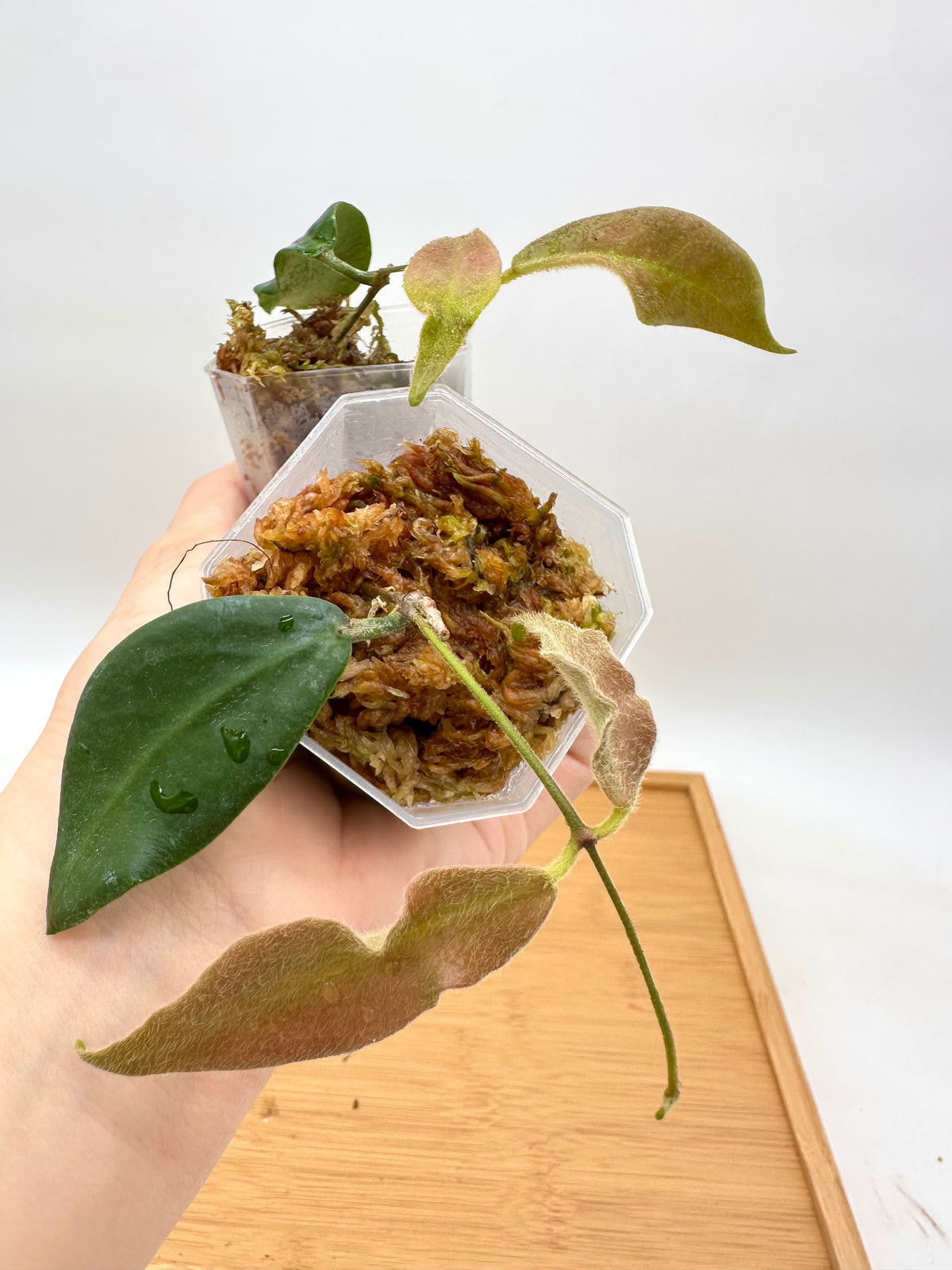 Hoya Patella White