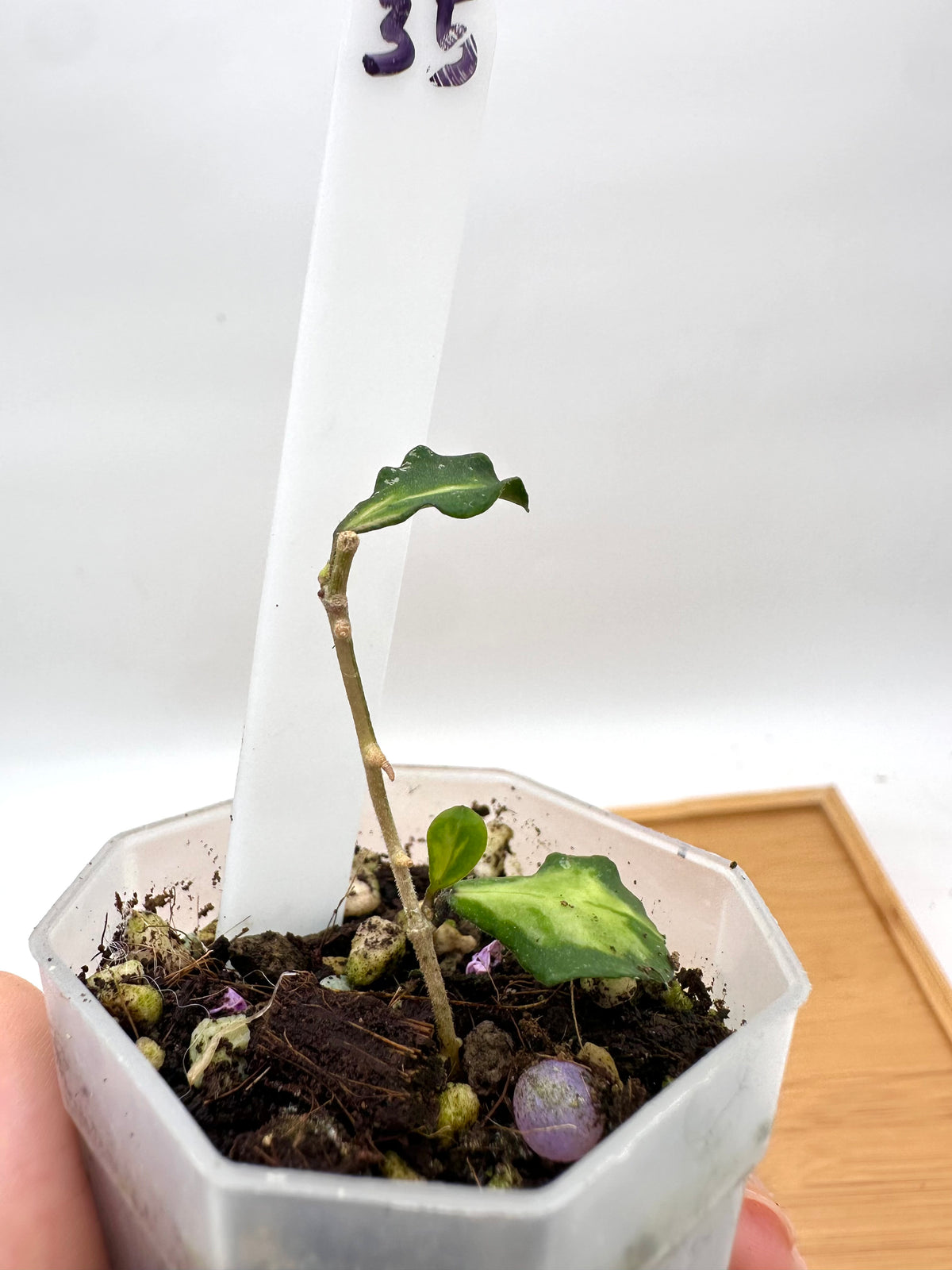 Hoya kanyakumariana Variegated - 2 Growths