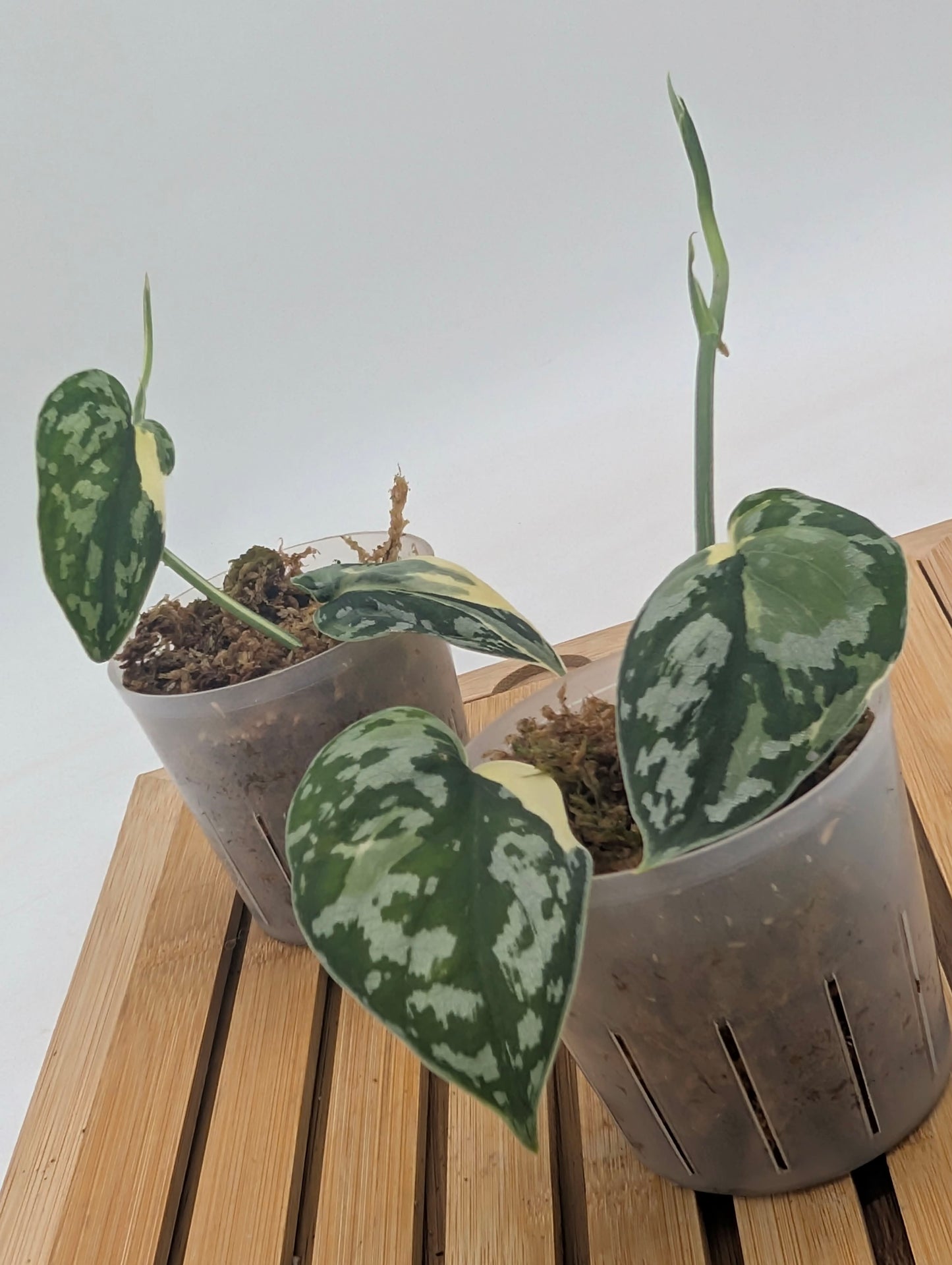 Scindapsus Mayari Variegated
