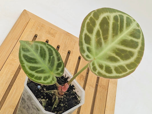 Anthurium ‘Red Tiger’