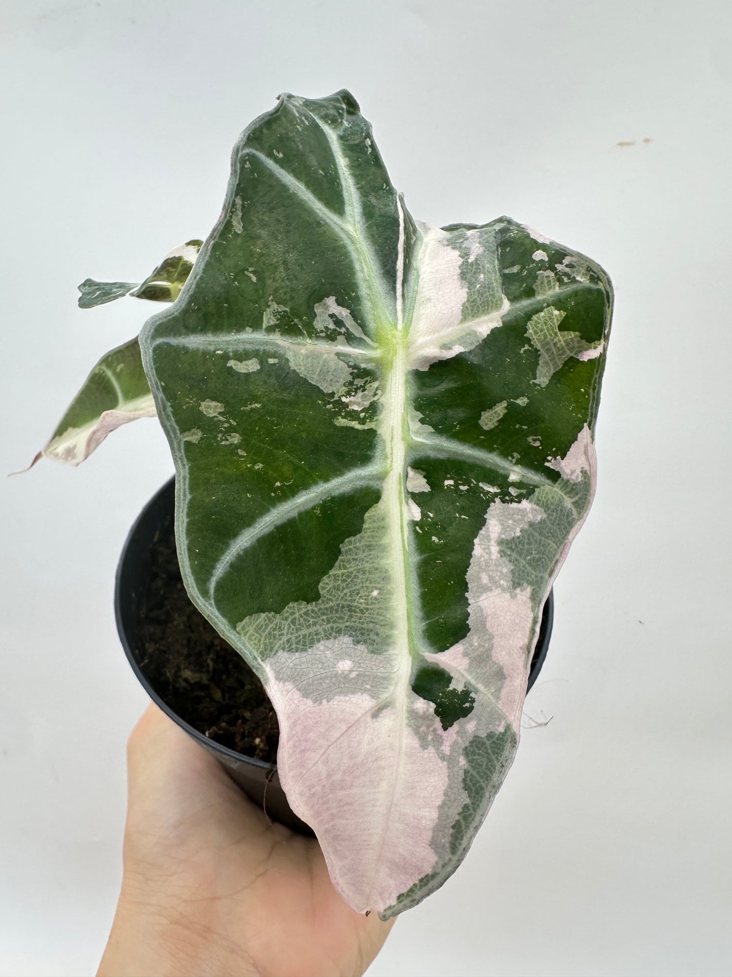 Alocasia Polly Pink Variegated