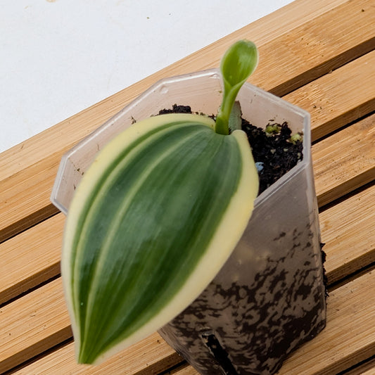 Vanilla Orchid White Variegated