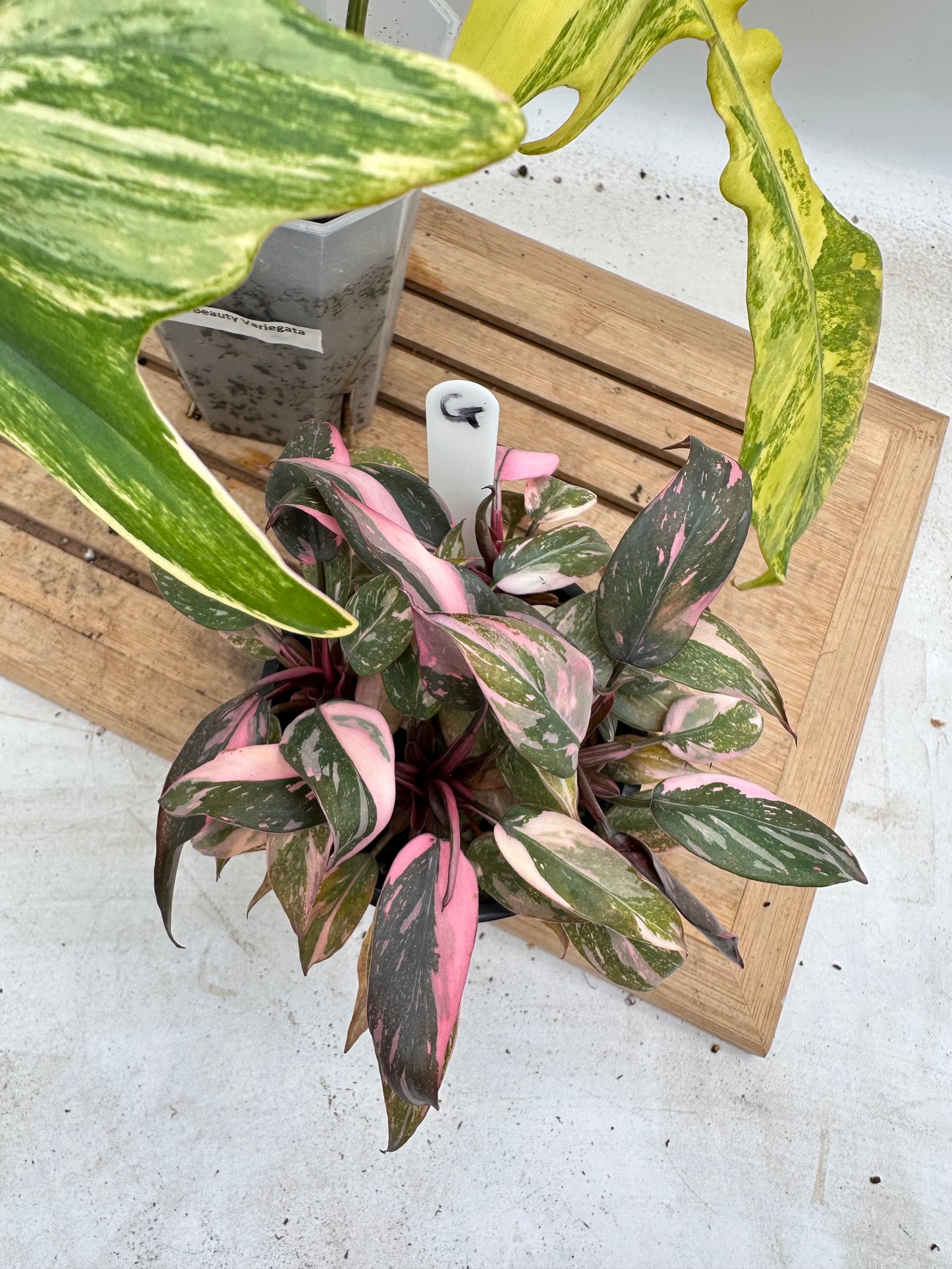 Combo Sale - Philodendron Fb x Mayoi Variegated & Pink Princess Galaxy