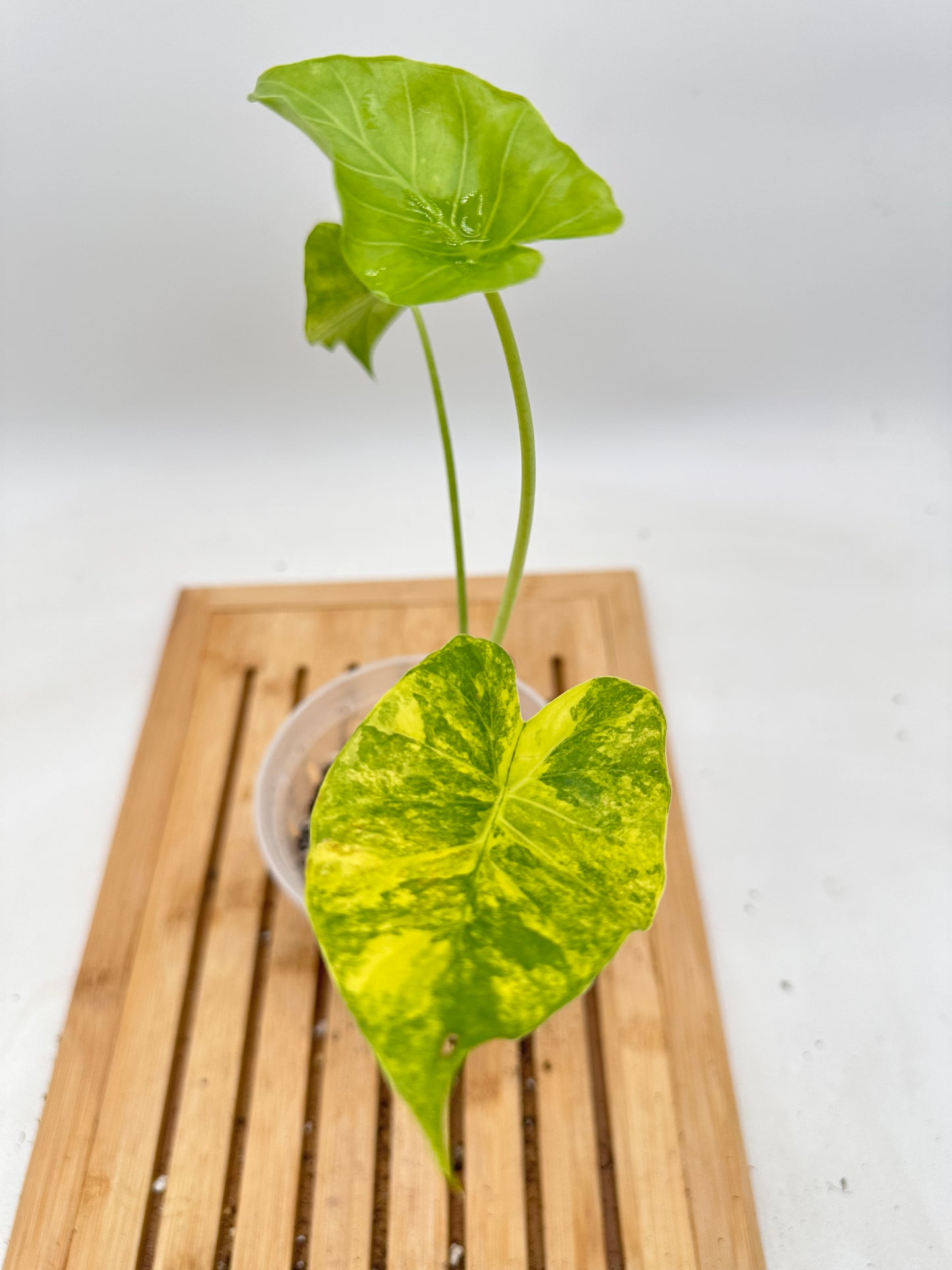 Variegated Alocasia Gageana Aurea