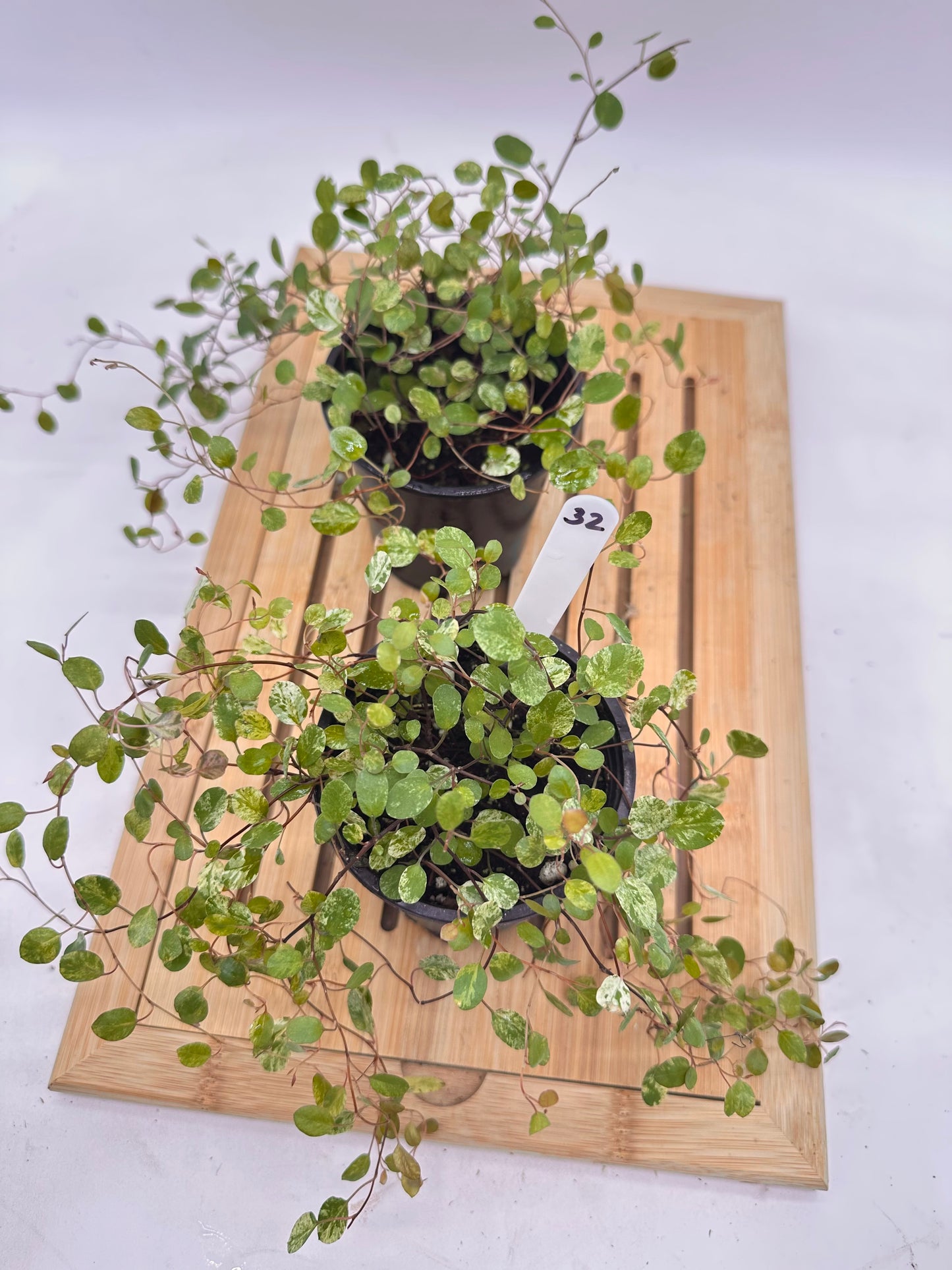 Variegated Wire Vines 032