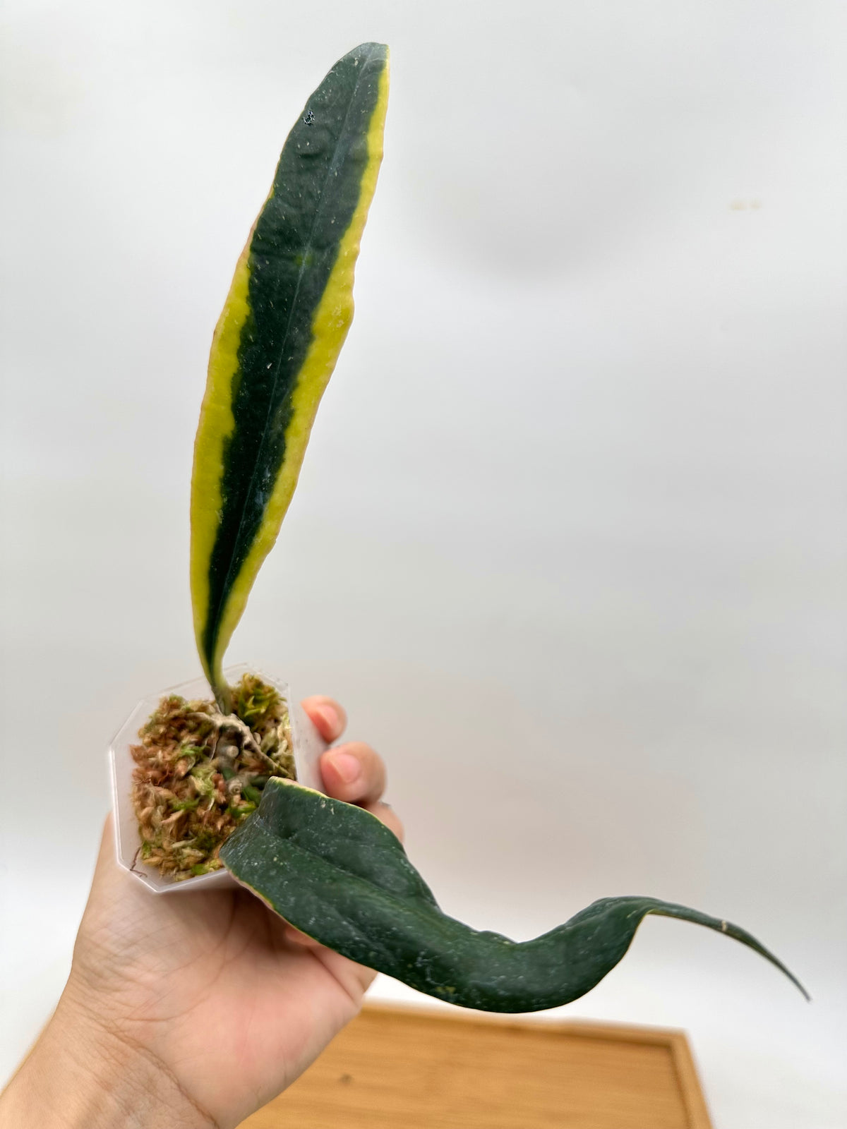 Hoya Sulawesiana Albo Variegated - With New Growth